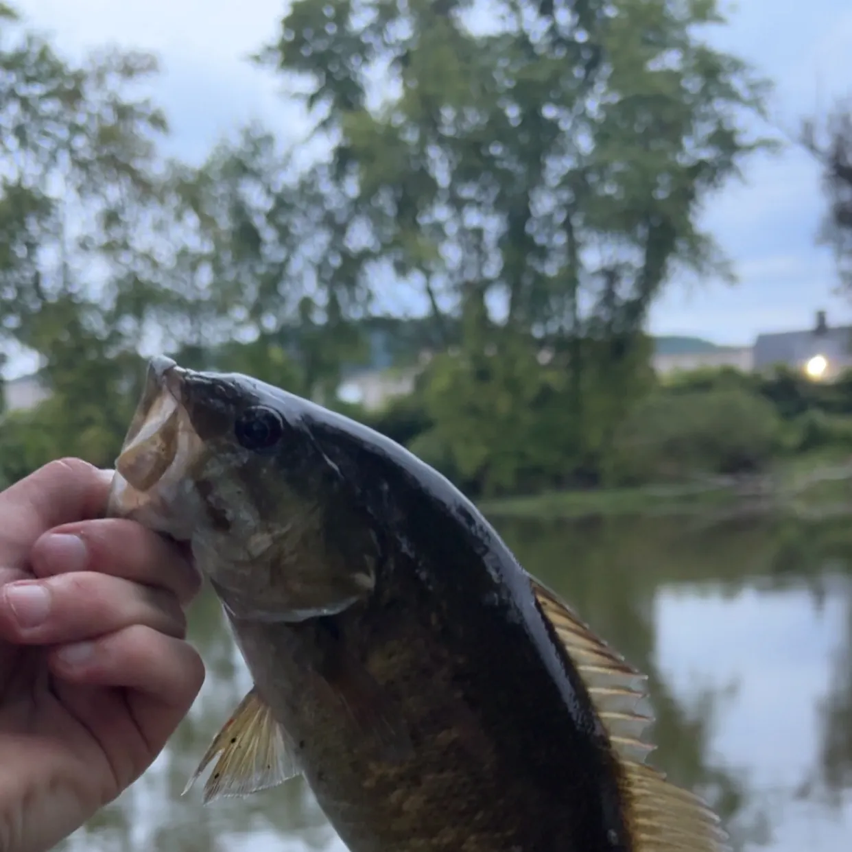Smallmouth bass caught on Fishbrain