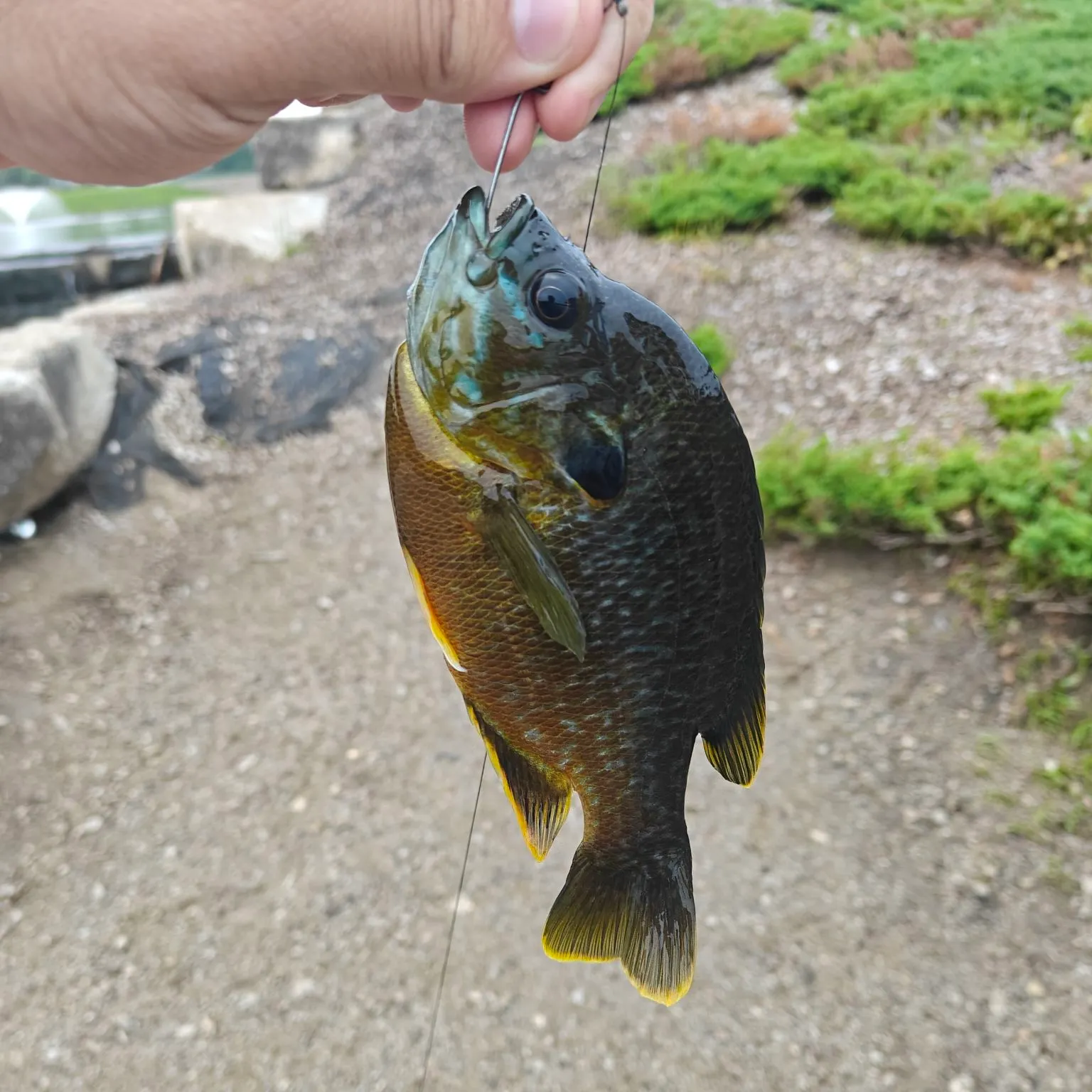angler catch