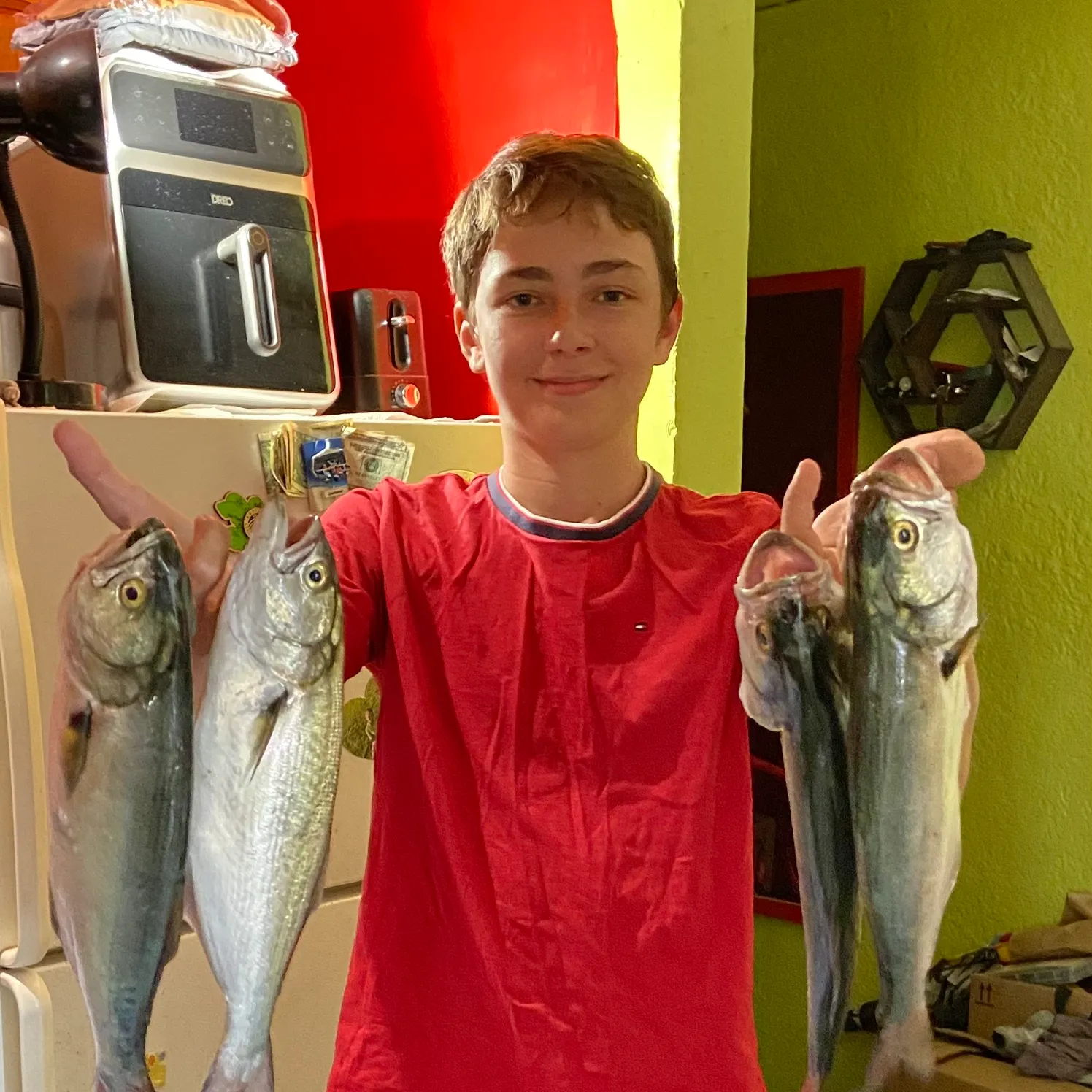Bluefish caught on Fishbrain
