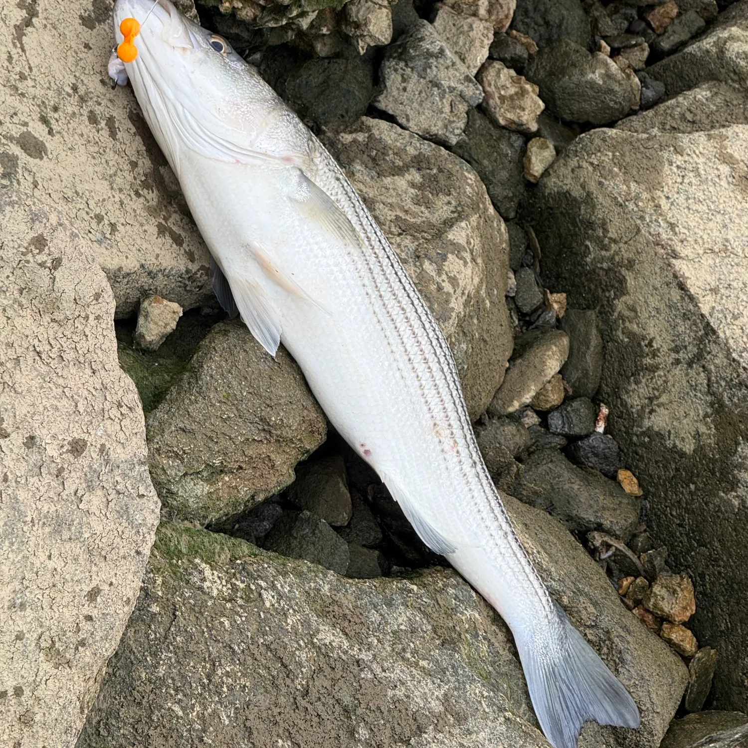 The most recent Striped bass catches on Fishbrain