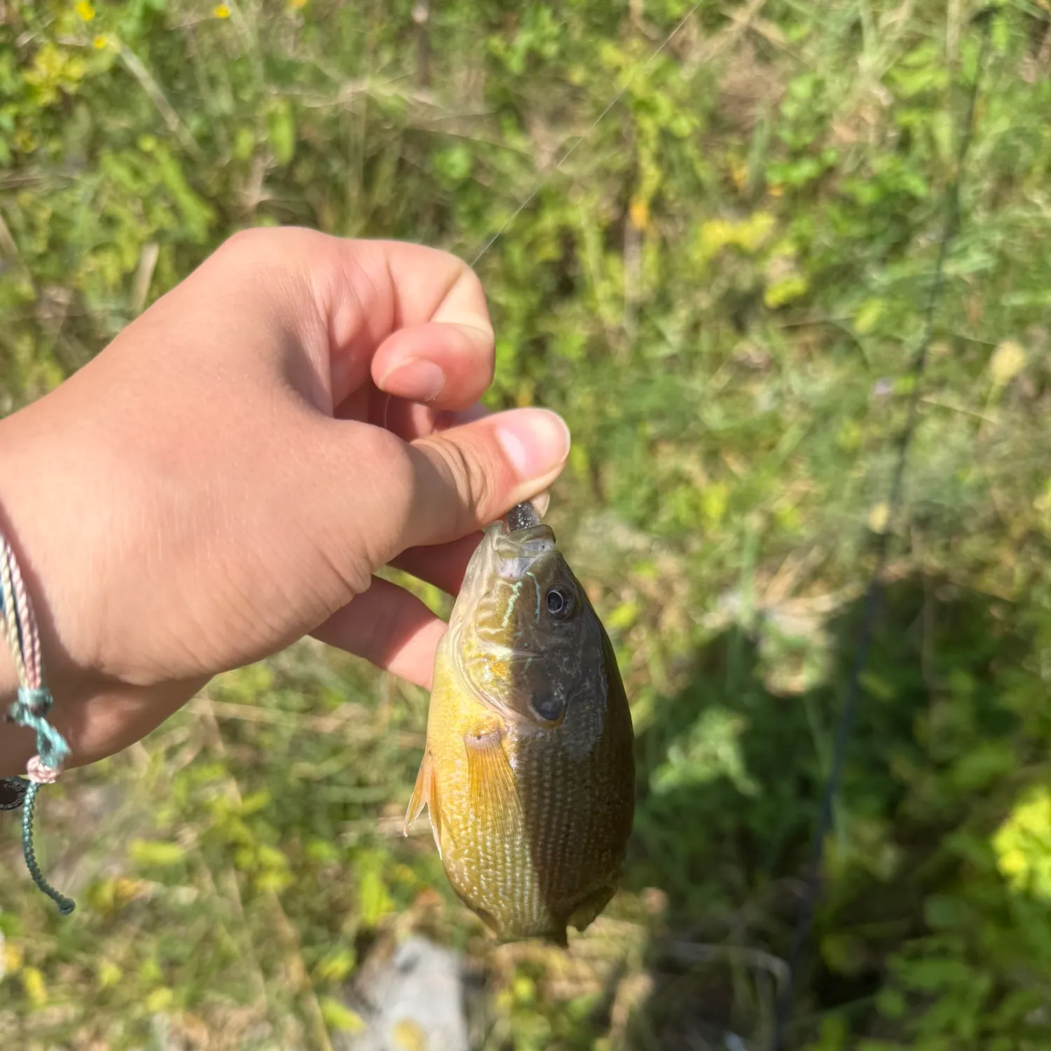 Green sunfish caught on Fishbrain