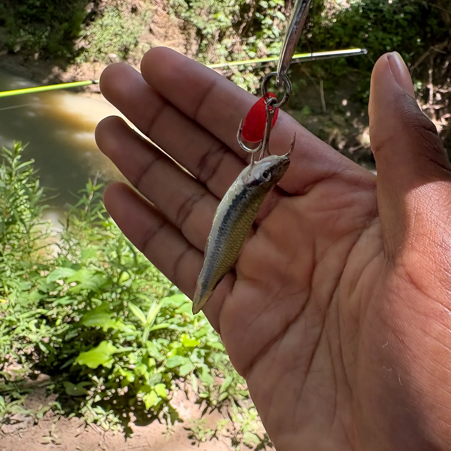 The most recent Blackstripe topminnow catches on Fishbrain