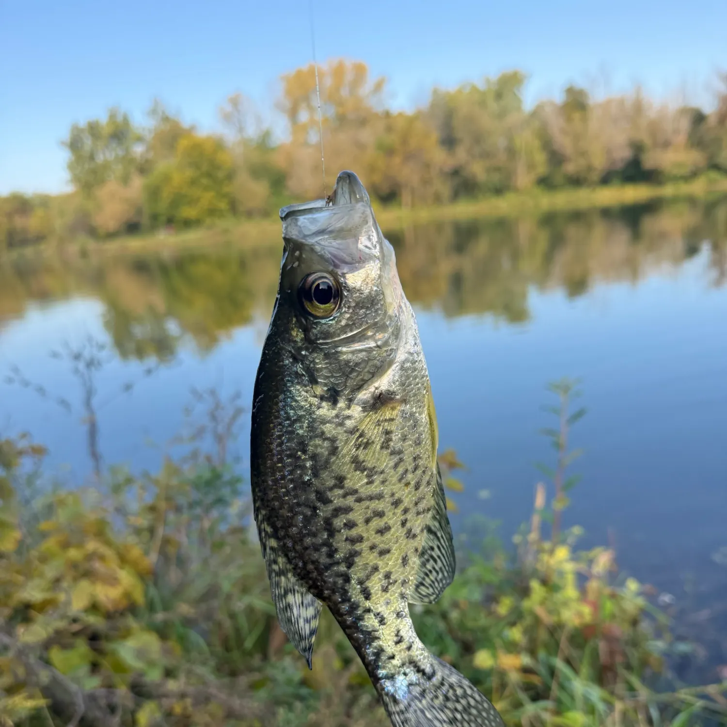 Black crappie caught on Fishbrain