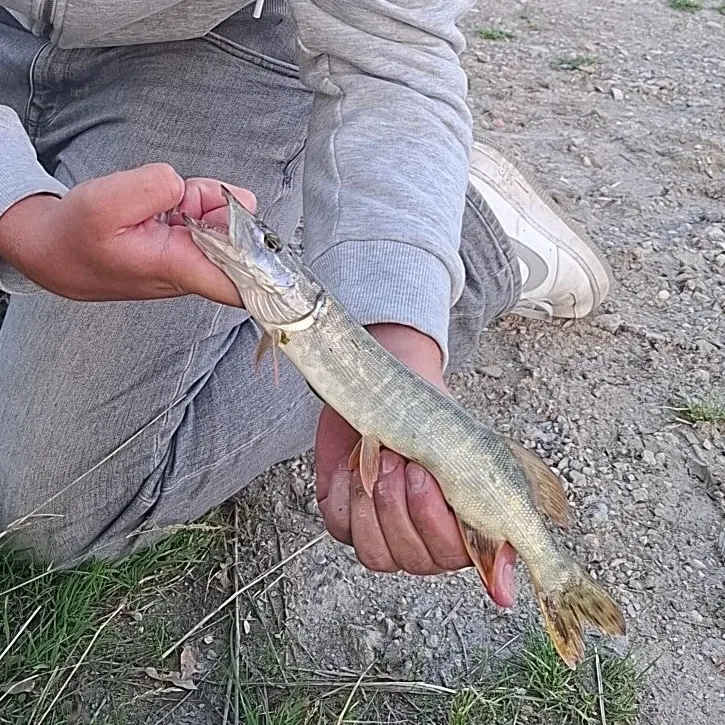 Northern pike caught on Fishbrain