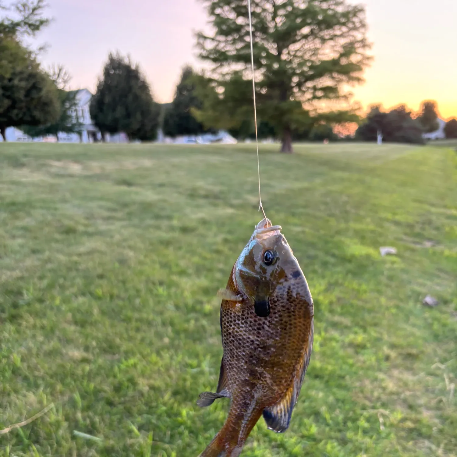 Bluegill caught on Fishbrain