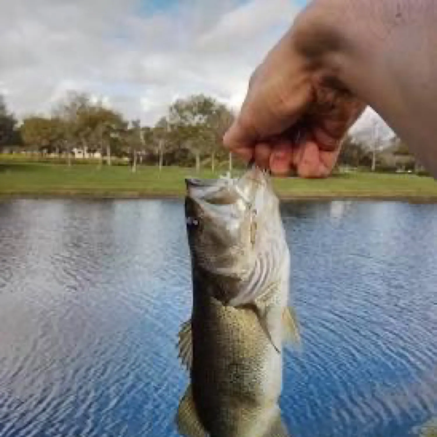 The most popular recent Allis shad catch on Fishbrain