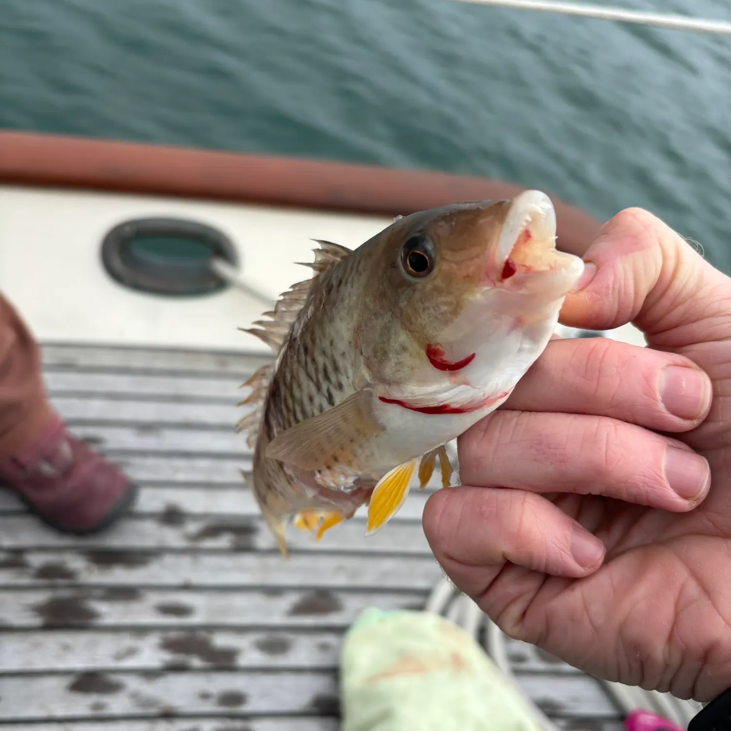 The most recent Spotty wrasse catches on Fishbrain