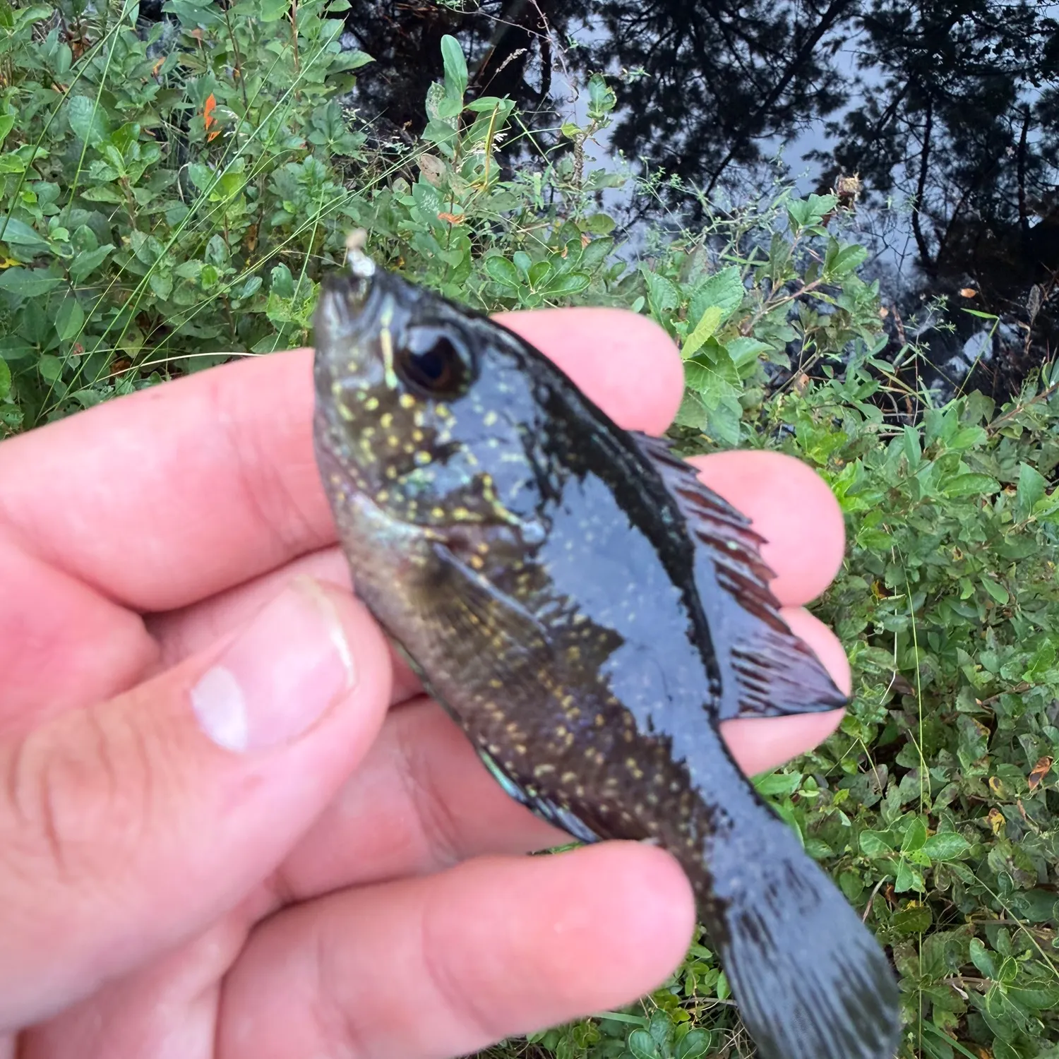 Banded sunfish caught on Fishbrain