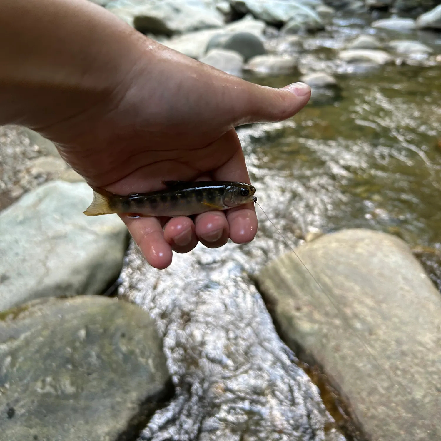 Brook trout caught on Fishbrain