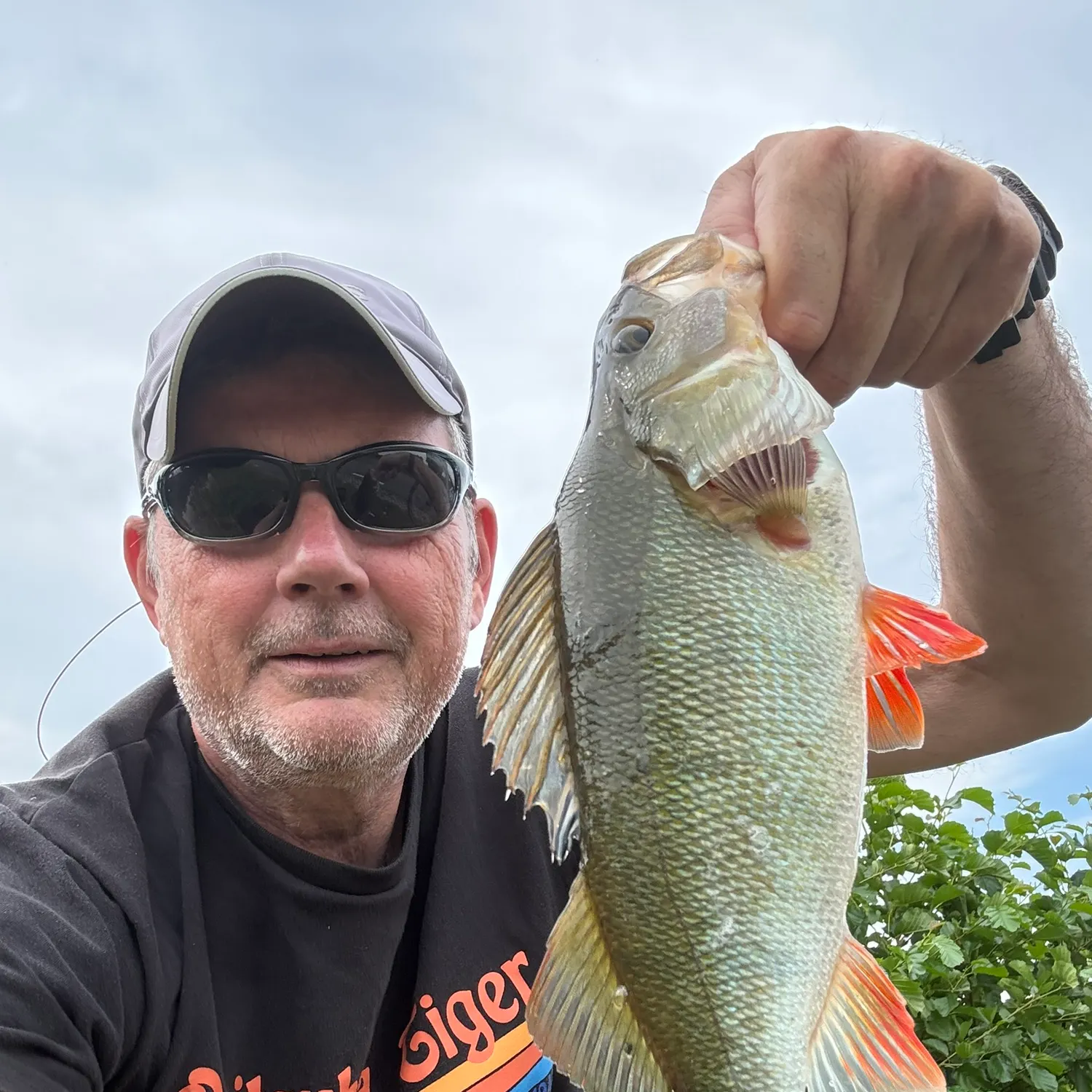 European perch caught on Fishbrain