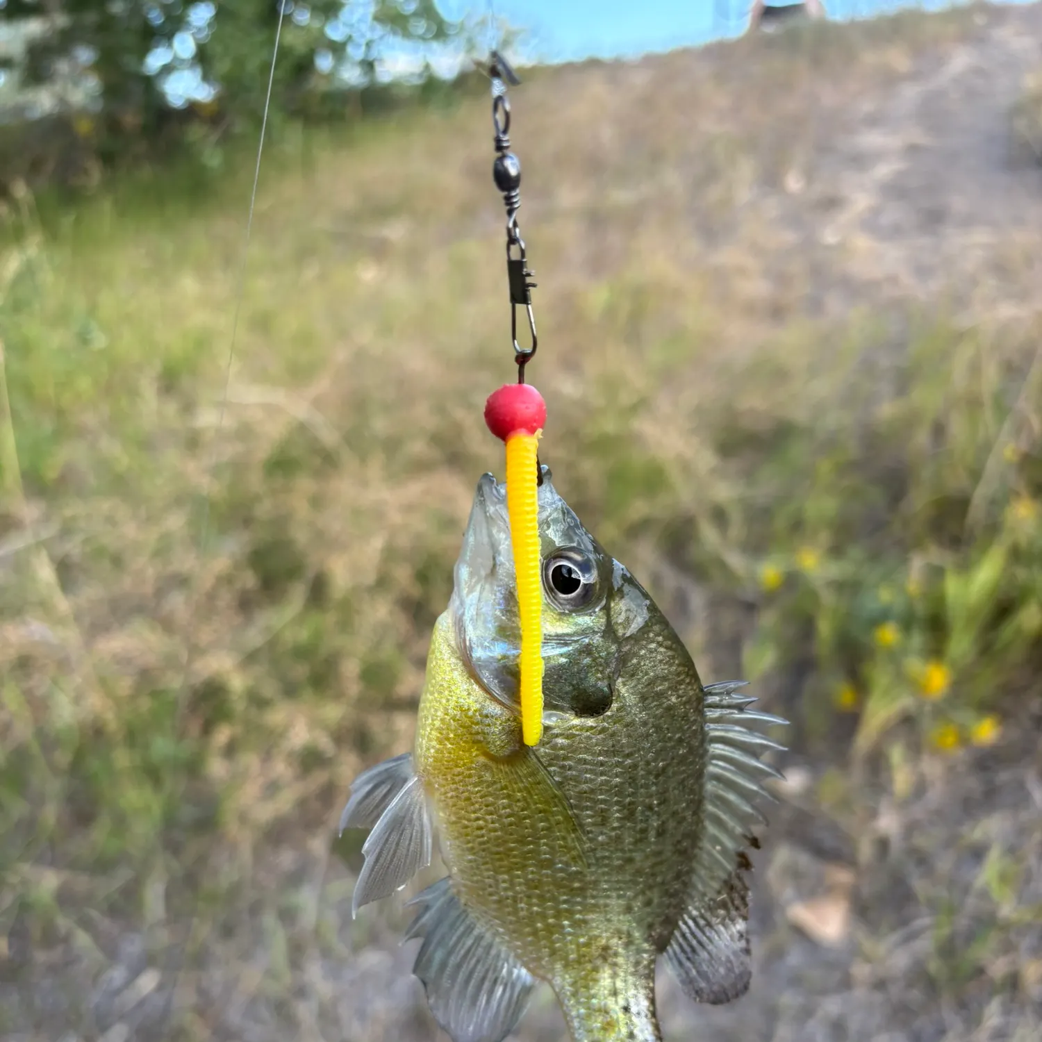 Bluegill caught on Fishbrain