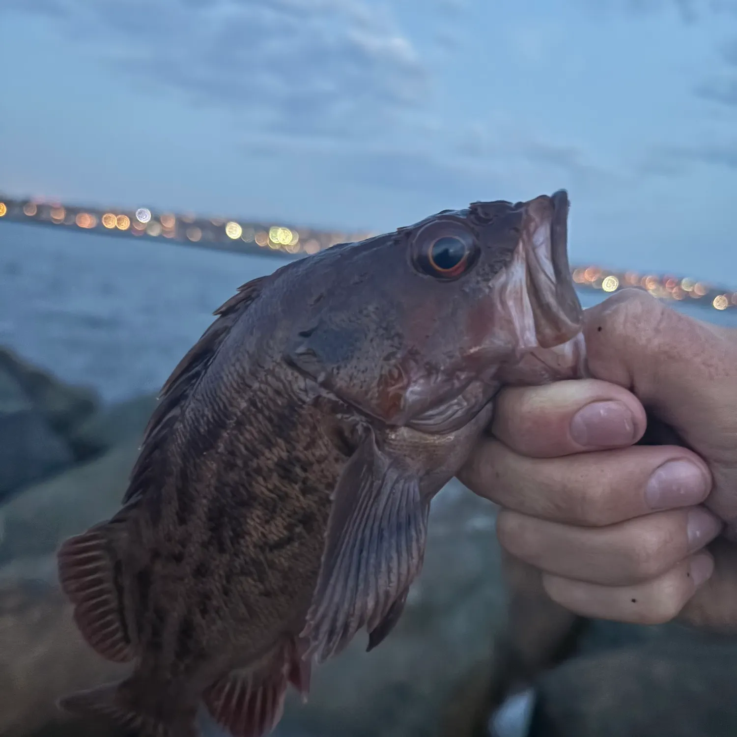 The most recent Brown rockfish catches on Fishbrain