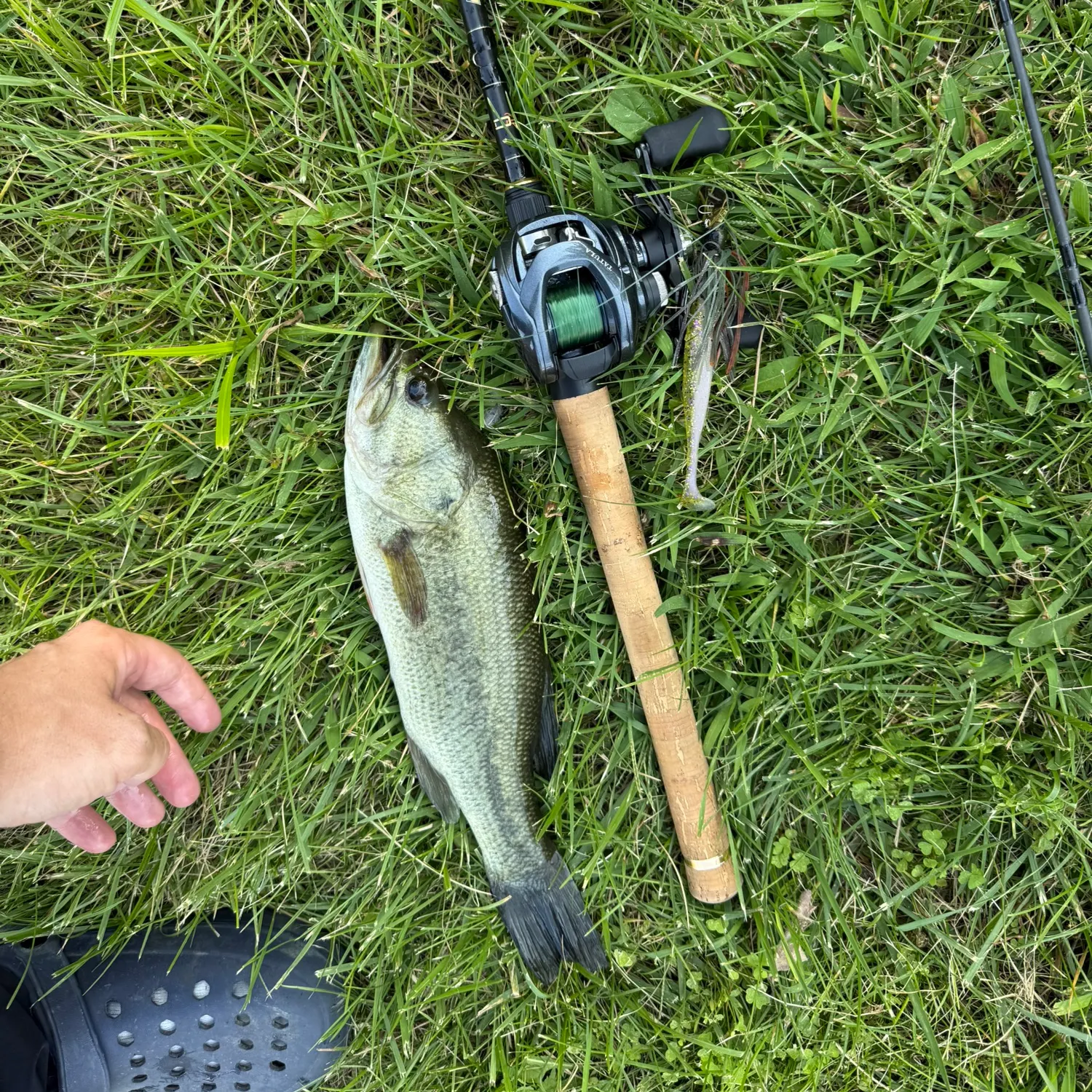 Fish caught on Fishbrain