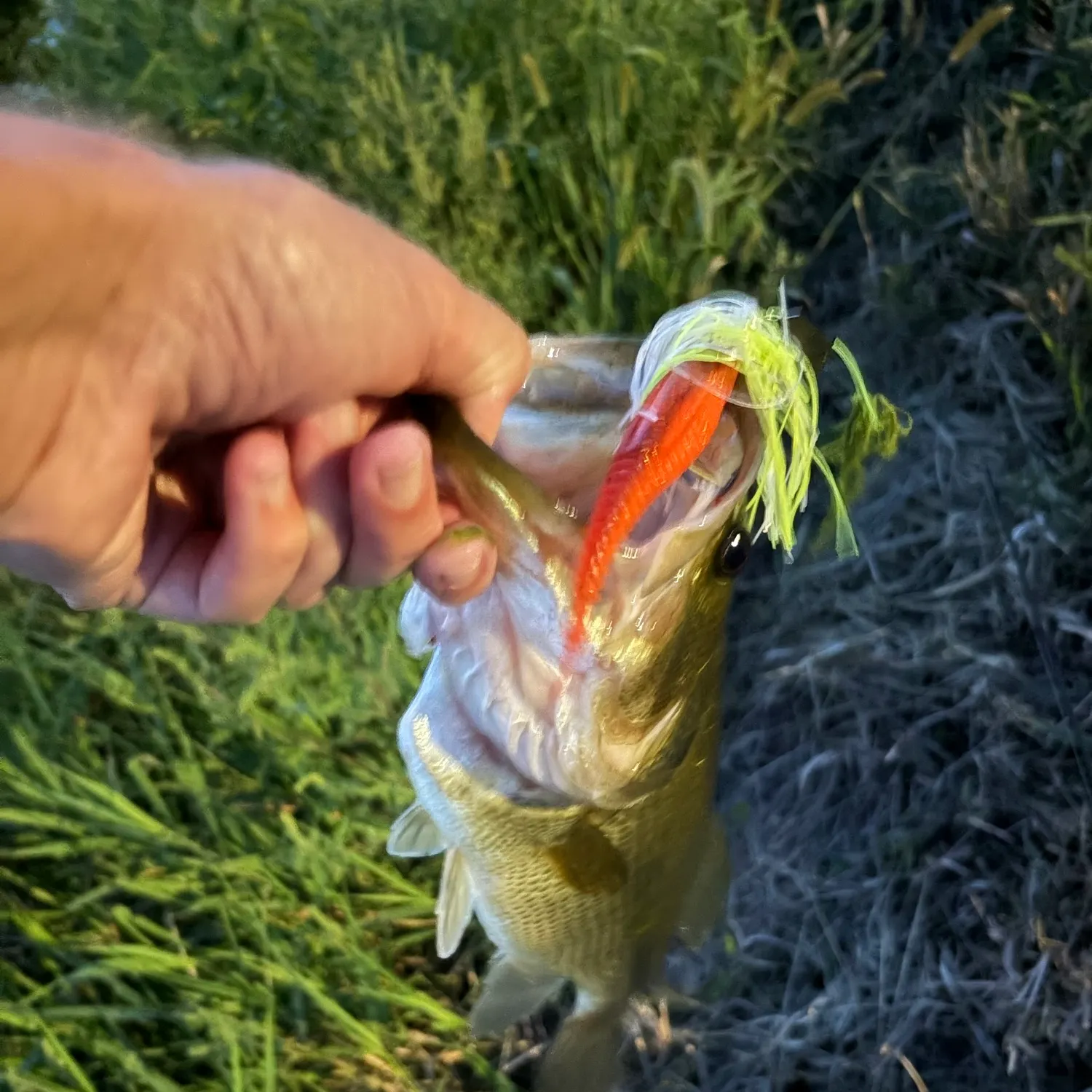 Largemouth bass caught on Fishbrain