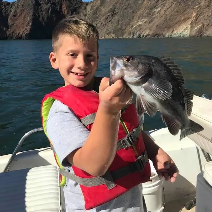 The most recent Black rockfish catches on Fishbrain