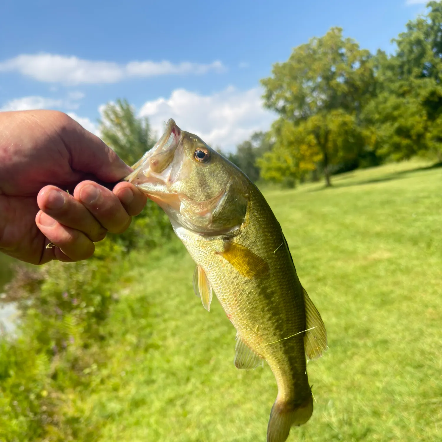 Largemouth bass caught on Fishbrain