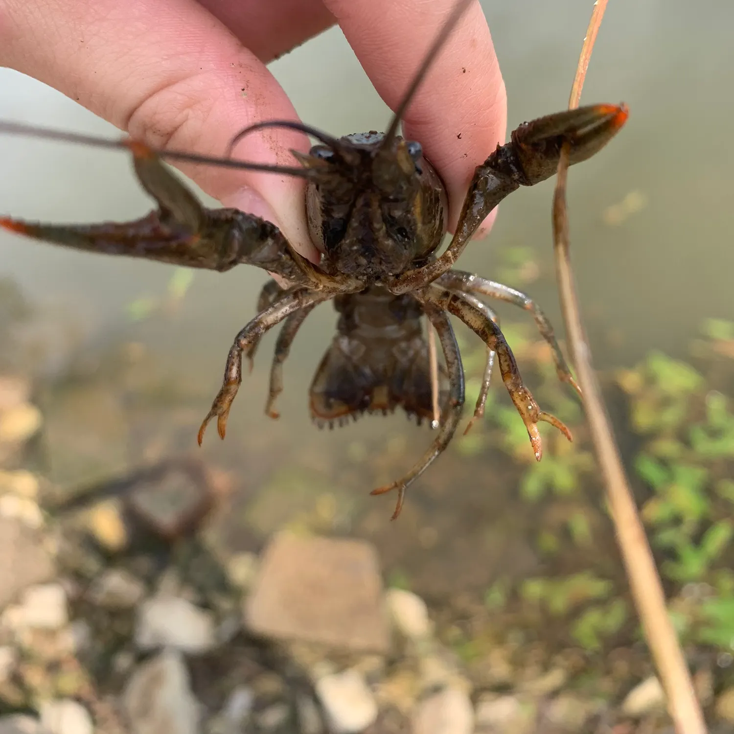 The most recent Northern clearwater crayfish catches on Fishbrain