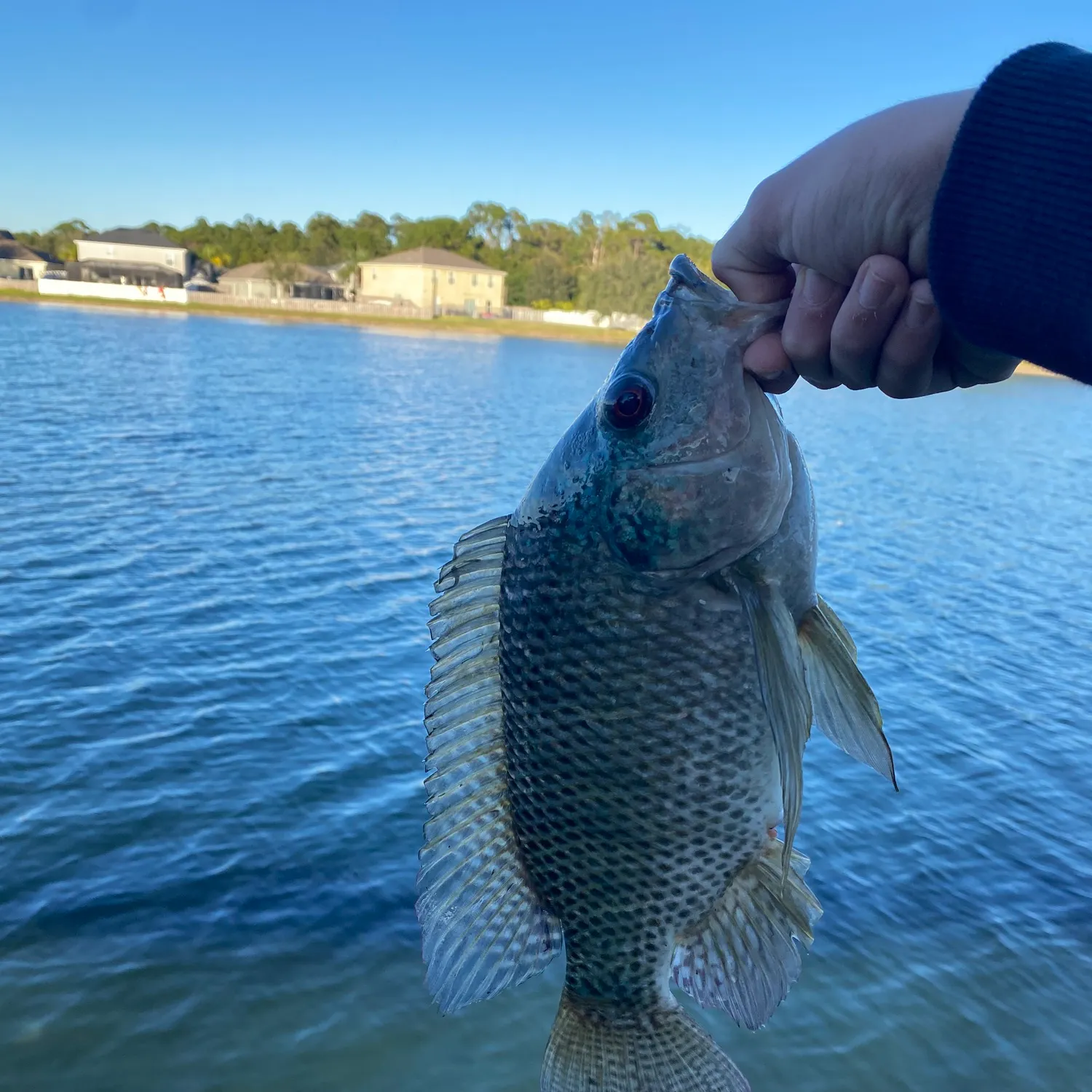 The most recent Blue tilapia catches on Fishbrain