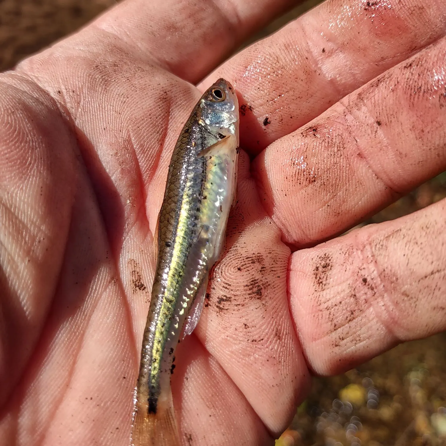 Blacknose shiner caught on Fishbrain