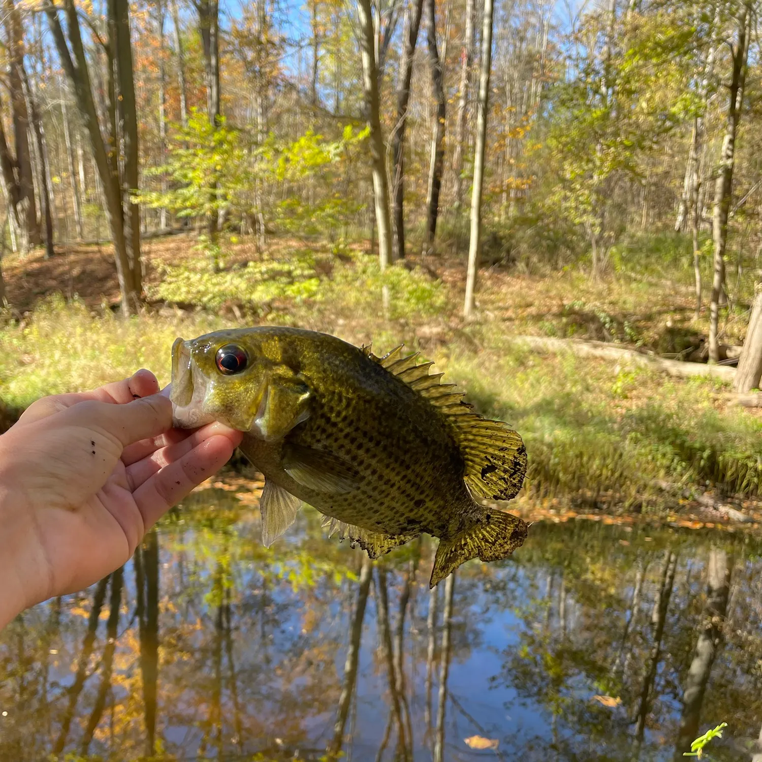 Rock bass caught on Fishbrain