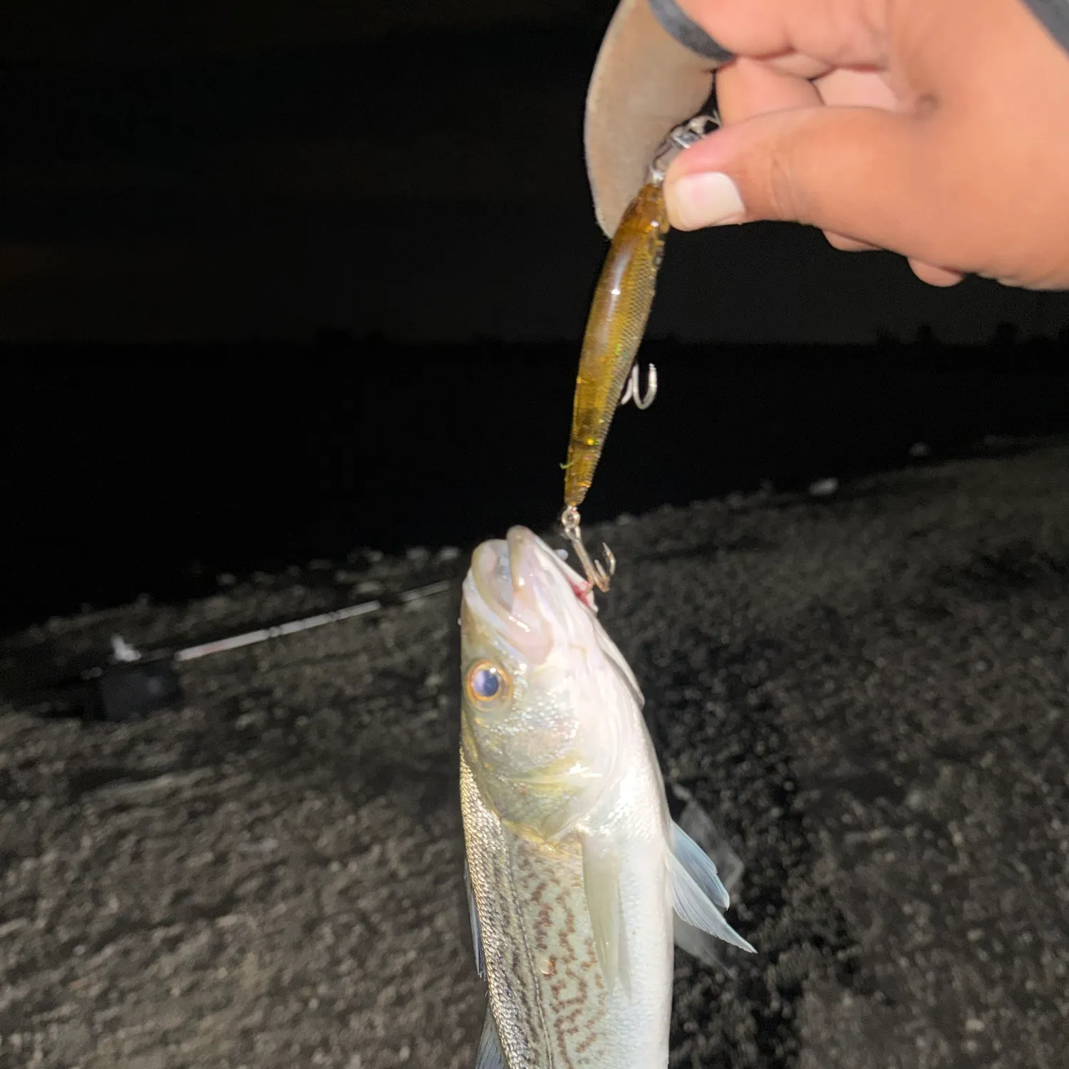Striped bass caught on Fishbrain