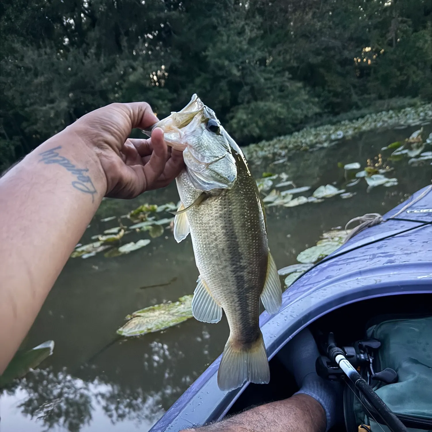 Largemouth bass caught on Fishbrain