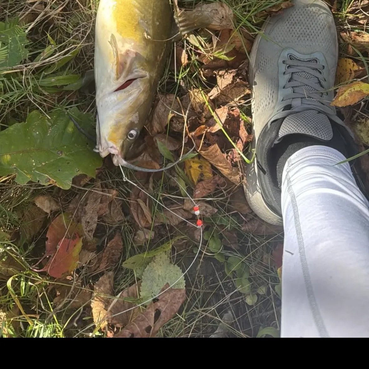 Channel catfish caught on Fishbrain