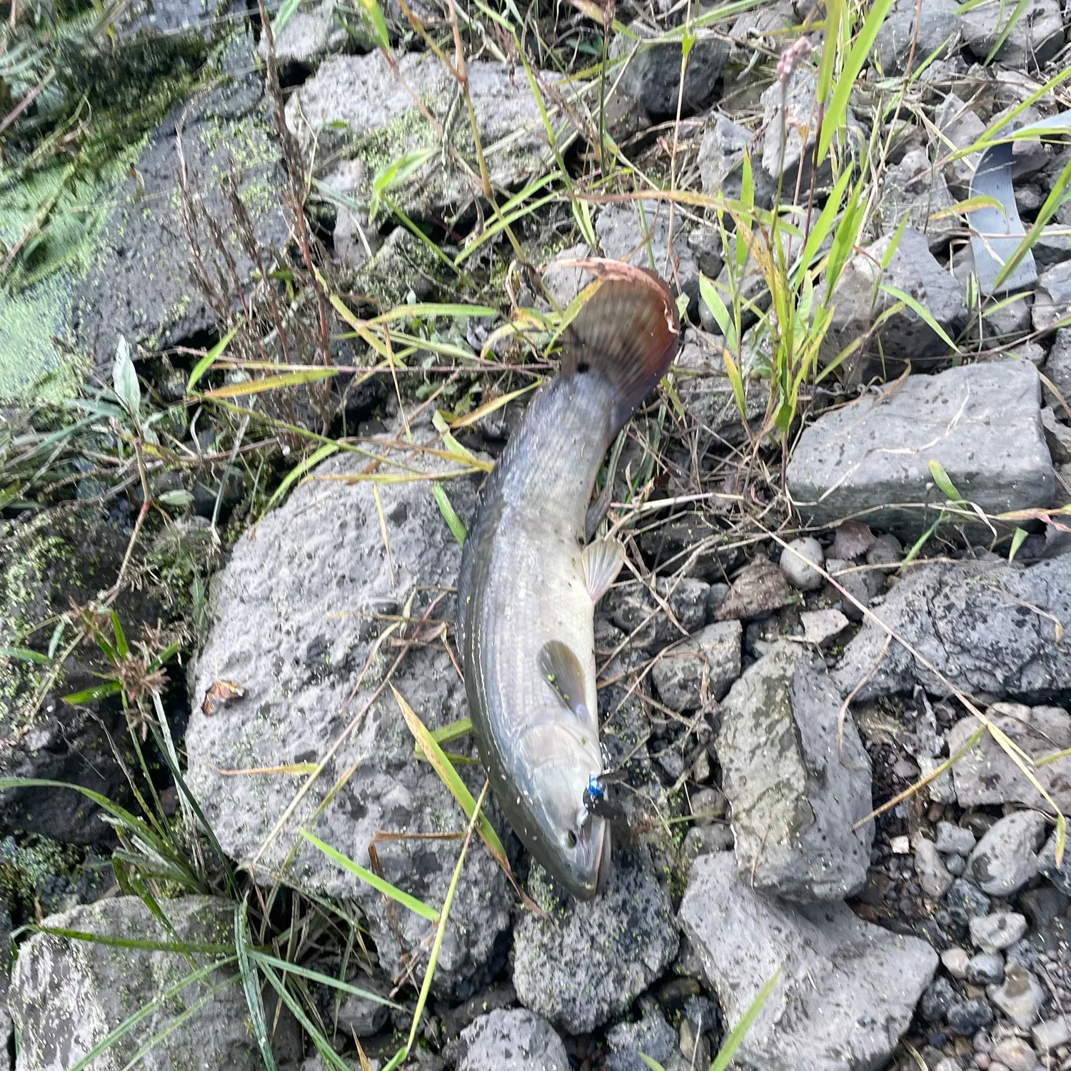 Eyetail bowfin caught on Fishbrain