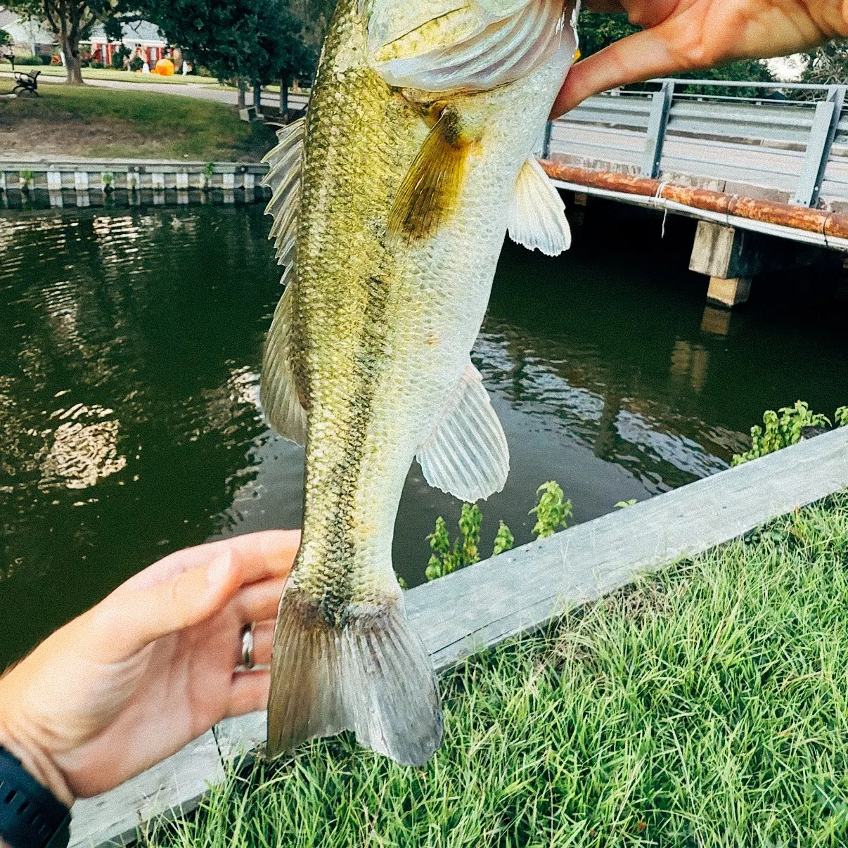 Largemouth bass caught on Fishbrain