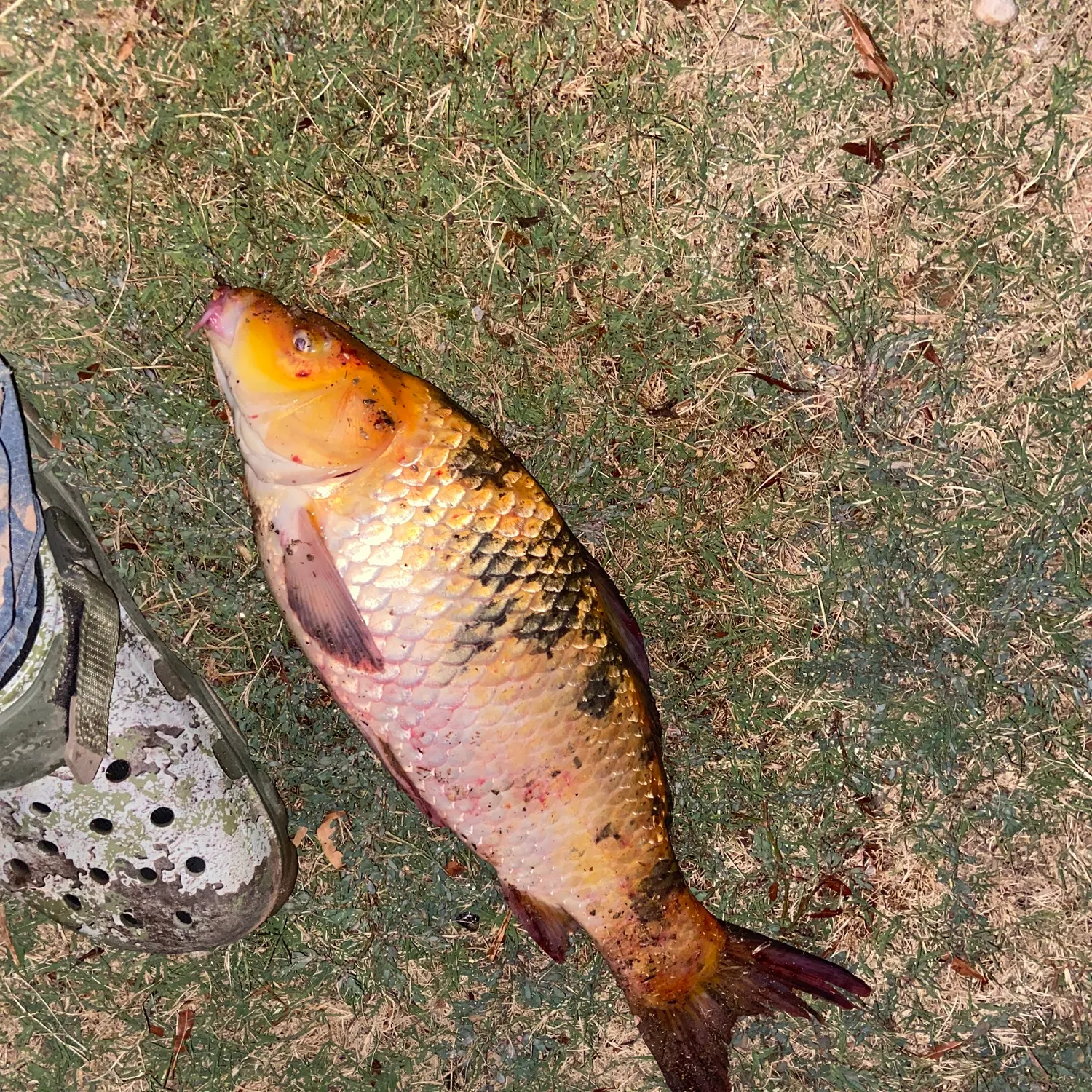 The most recent Koi carp catches on Fishbrain