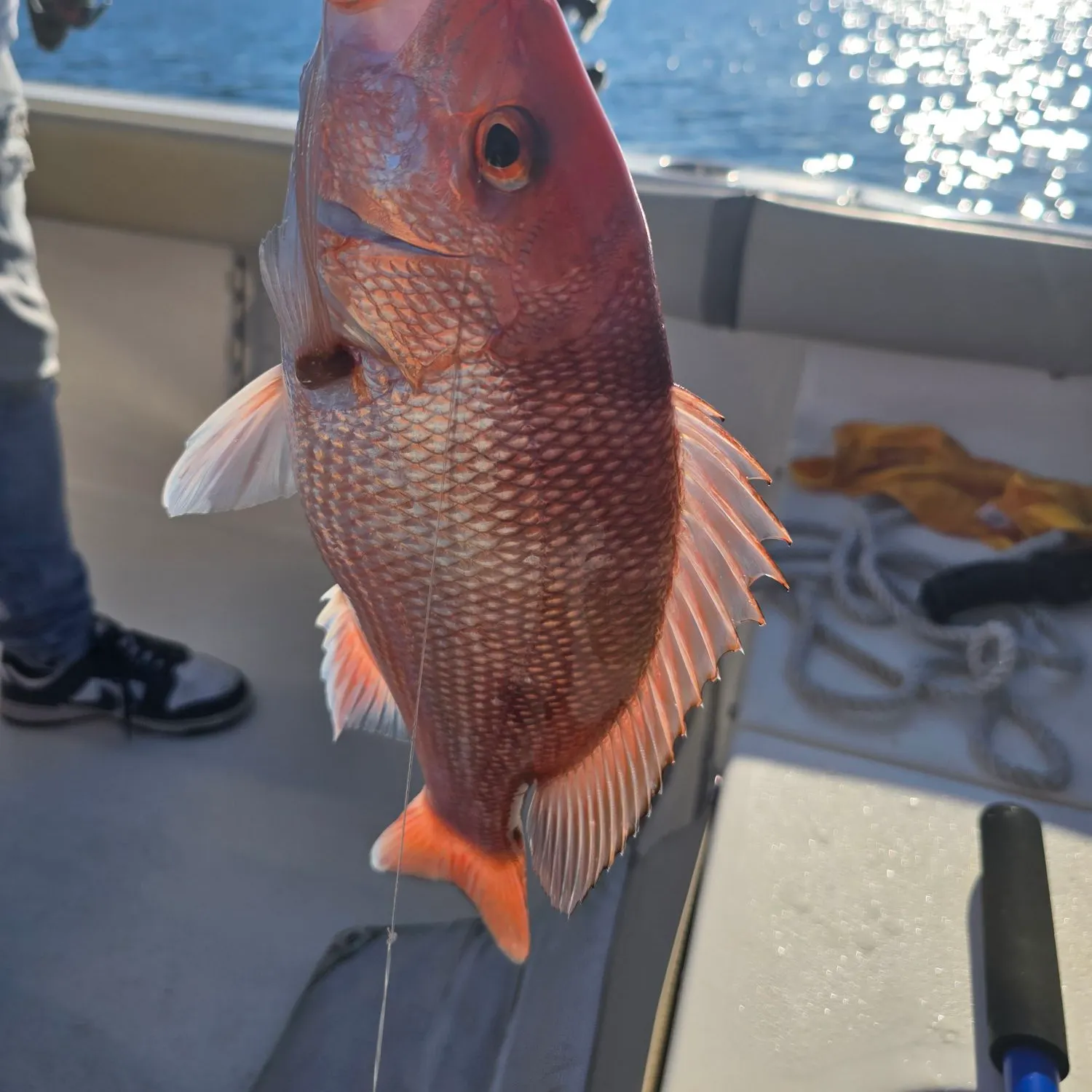 The most recent Northern red snapper catches on Fishbrain