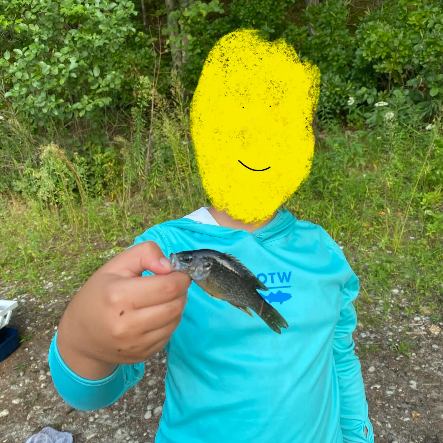 Green sunfish caught on Fishbrain