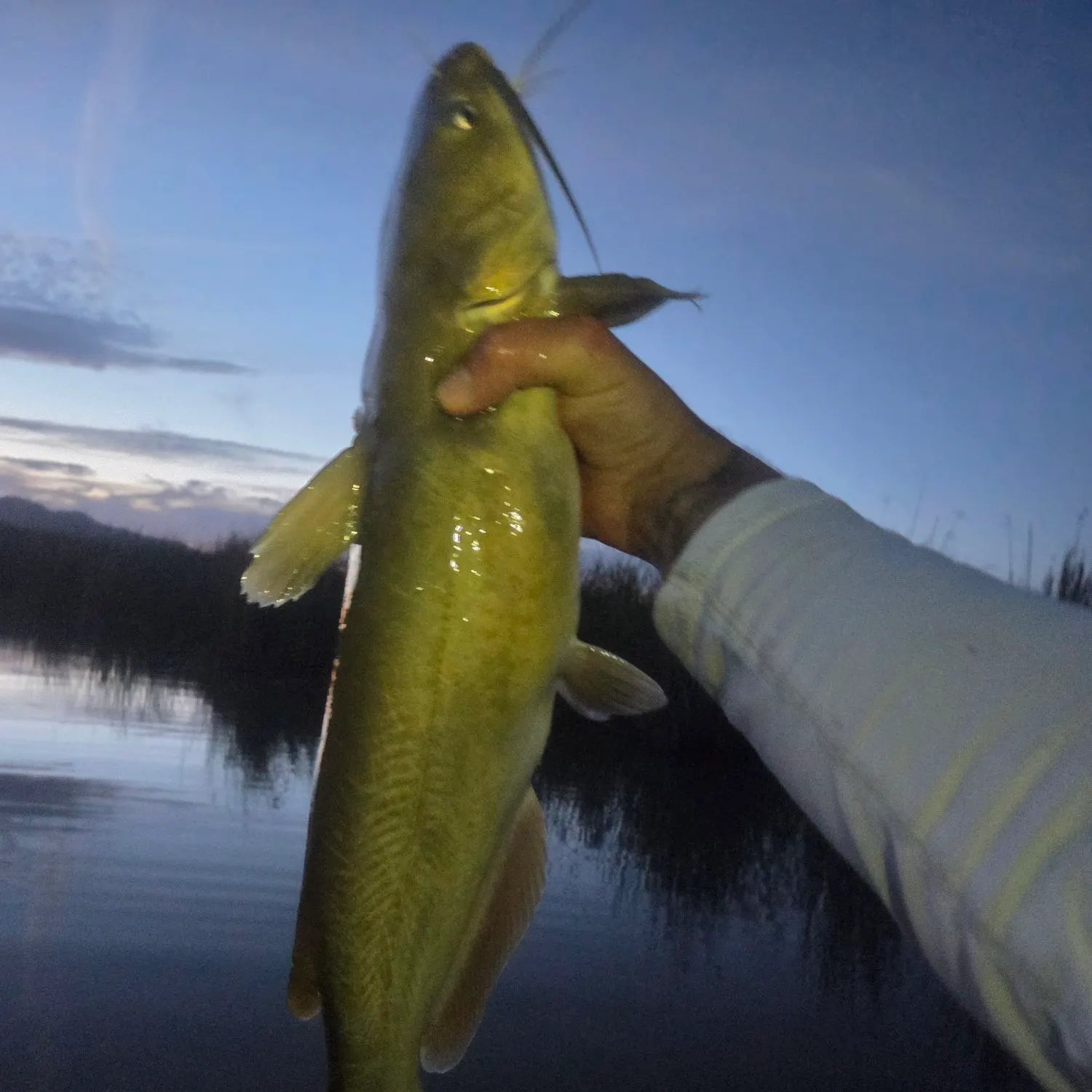 catch