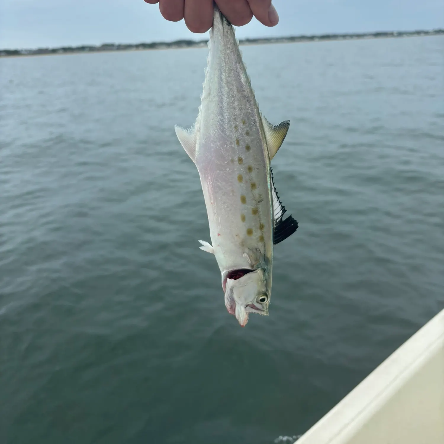 Spanish mackerel caught on Fishbrain