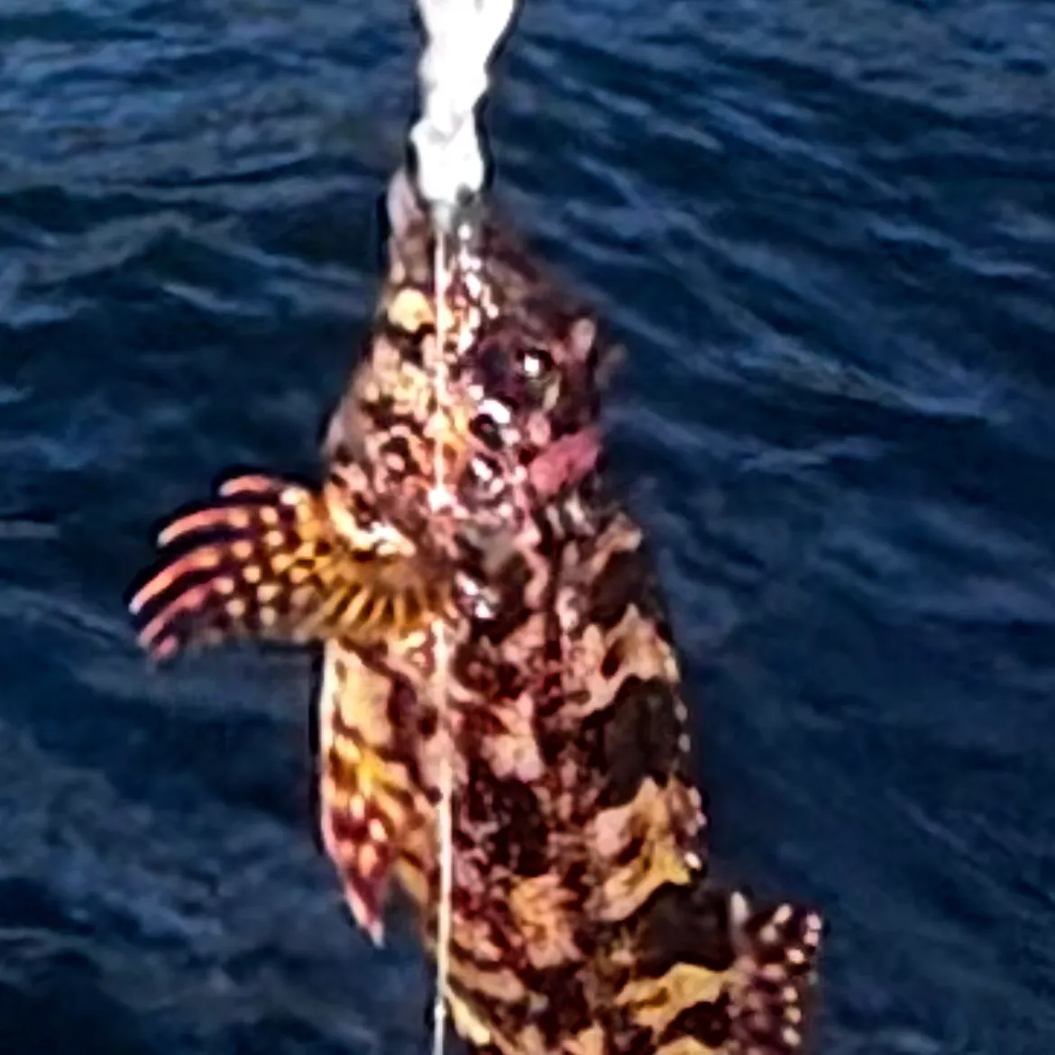Eastern kelpfish caught on Fishbrain