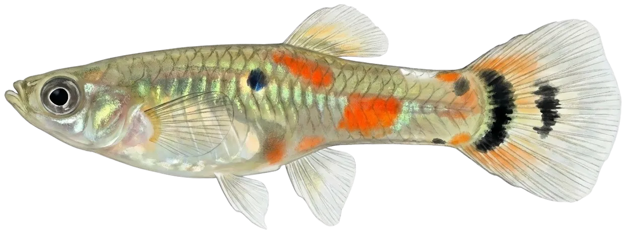 Guppy