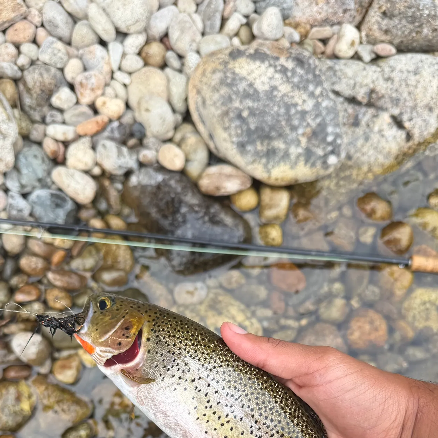 The most recent Westslope cutthroat trout catches on Fishbrain
