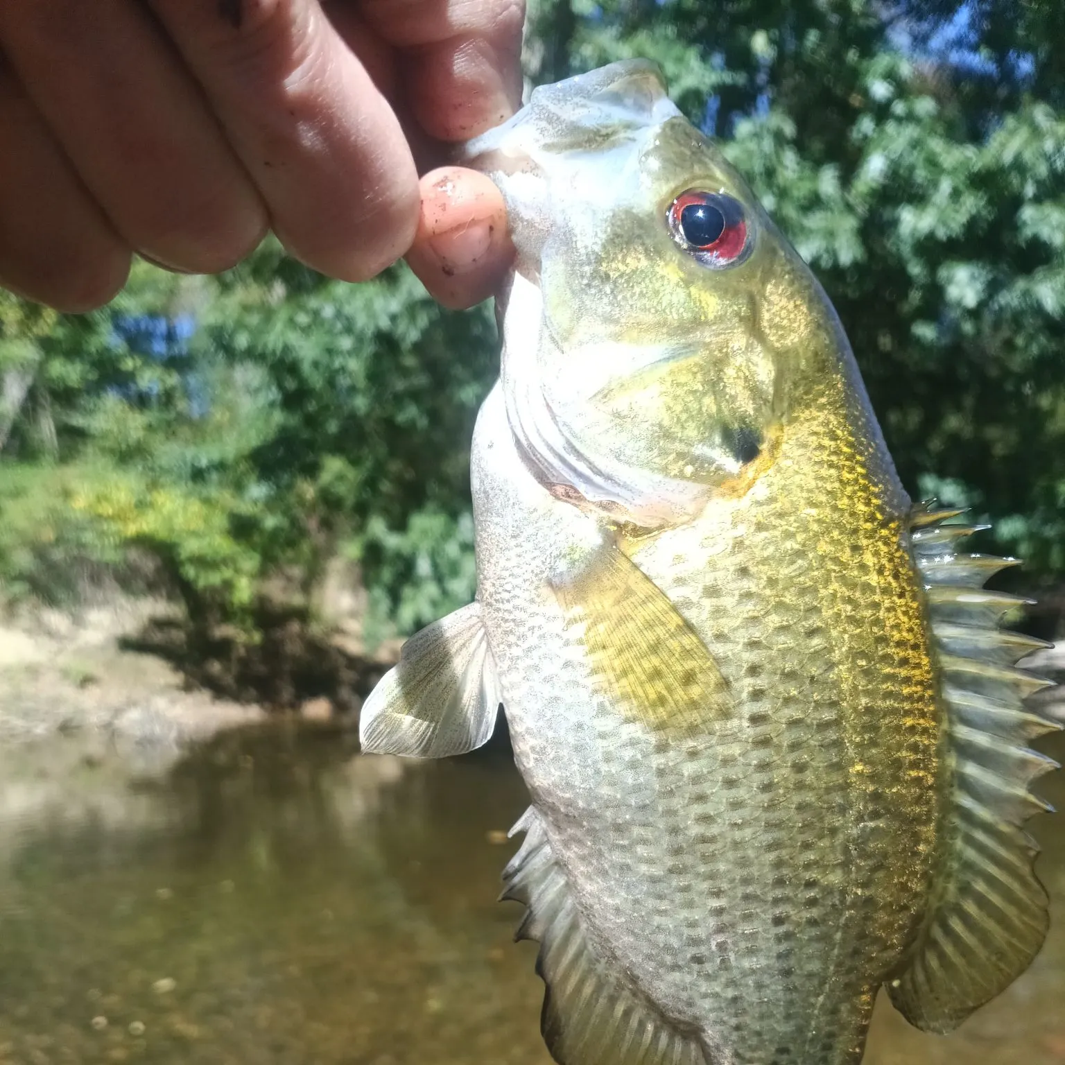 Rock bass caught on Fishbrain