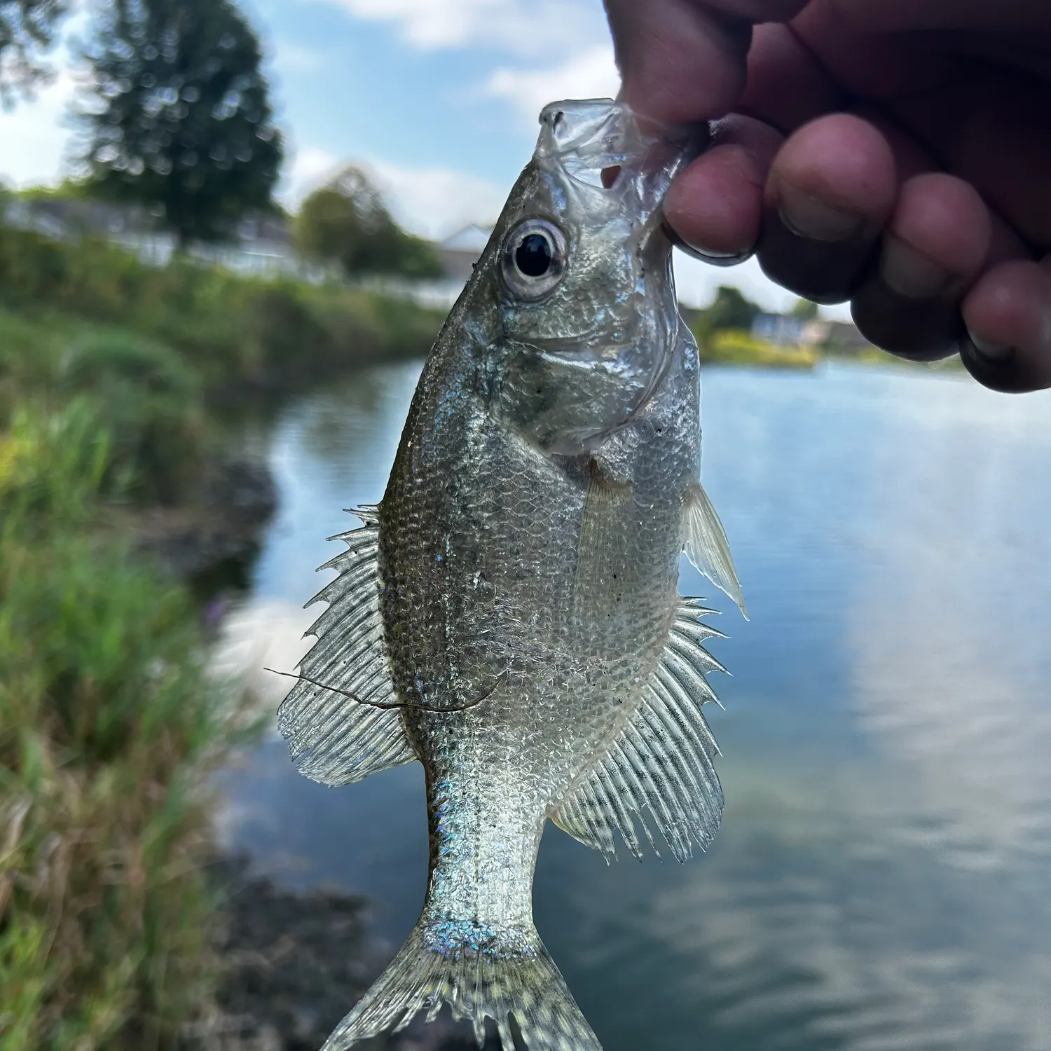 Black crappie caught on Fishbrain