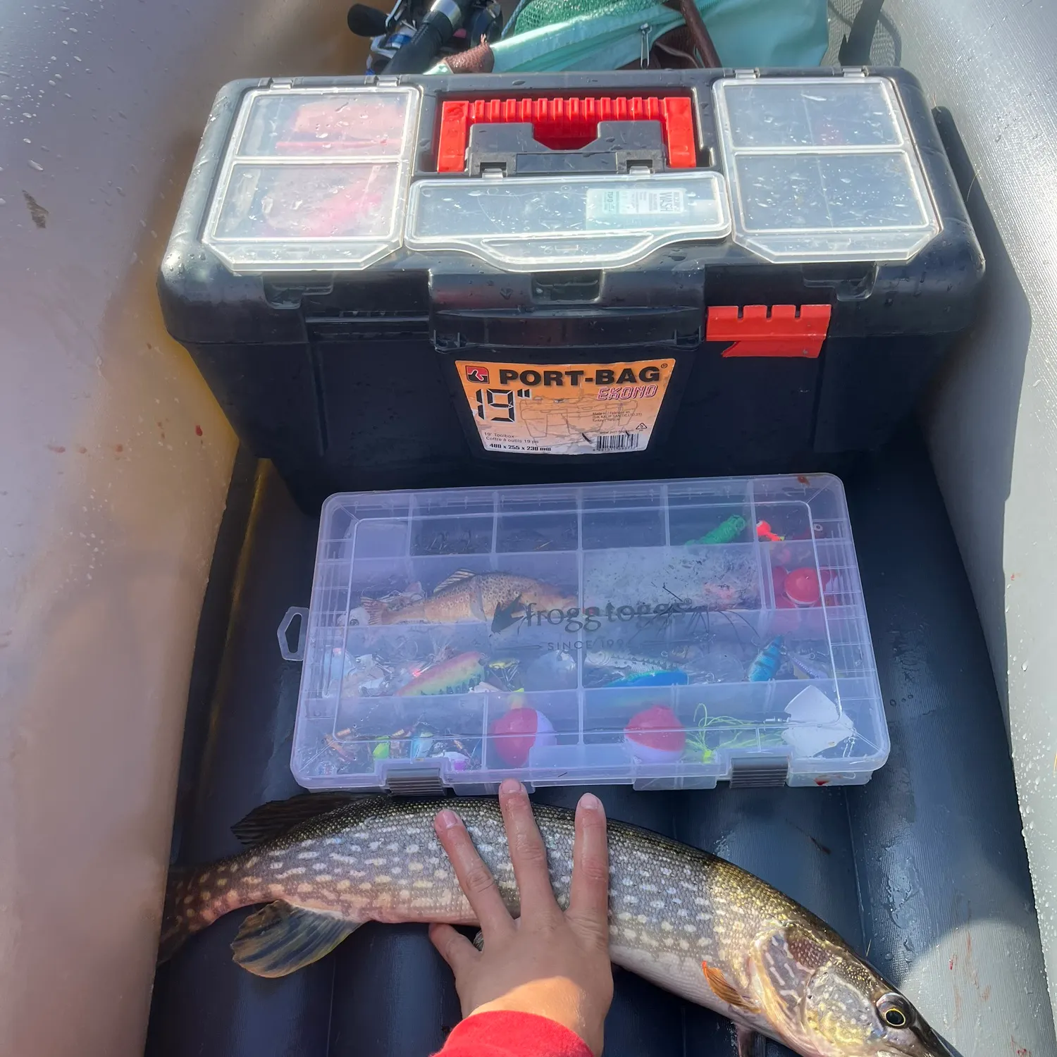 recently logged catches