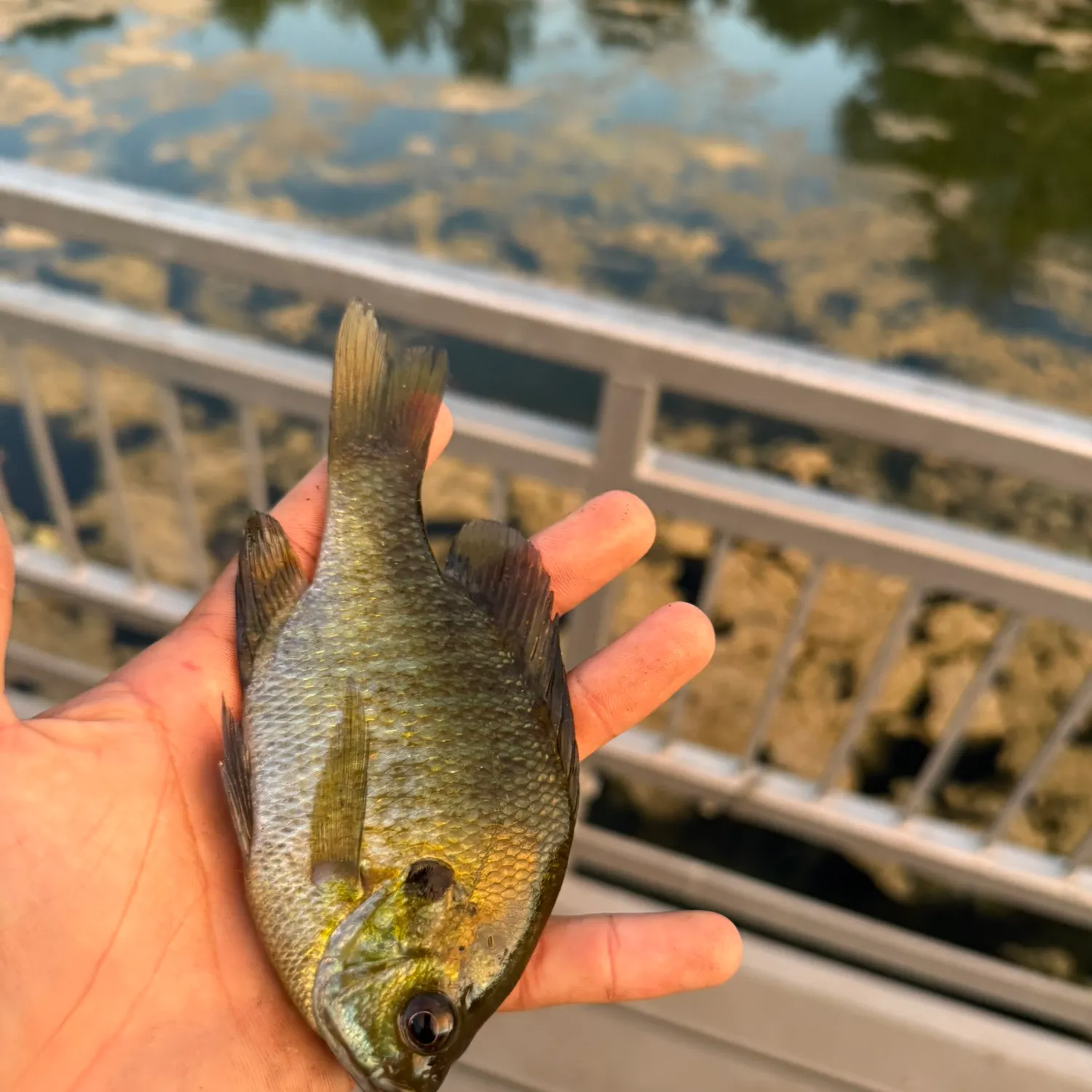 Bluegill caught on Fishbrain