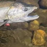 Chinook salmon caught on Fishbrain