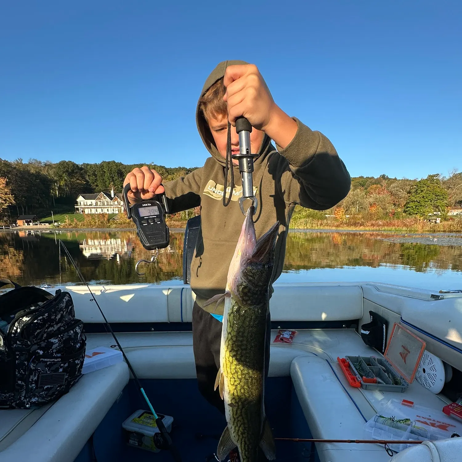 Chain pickerel caught on Fishbrain