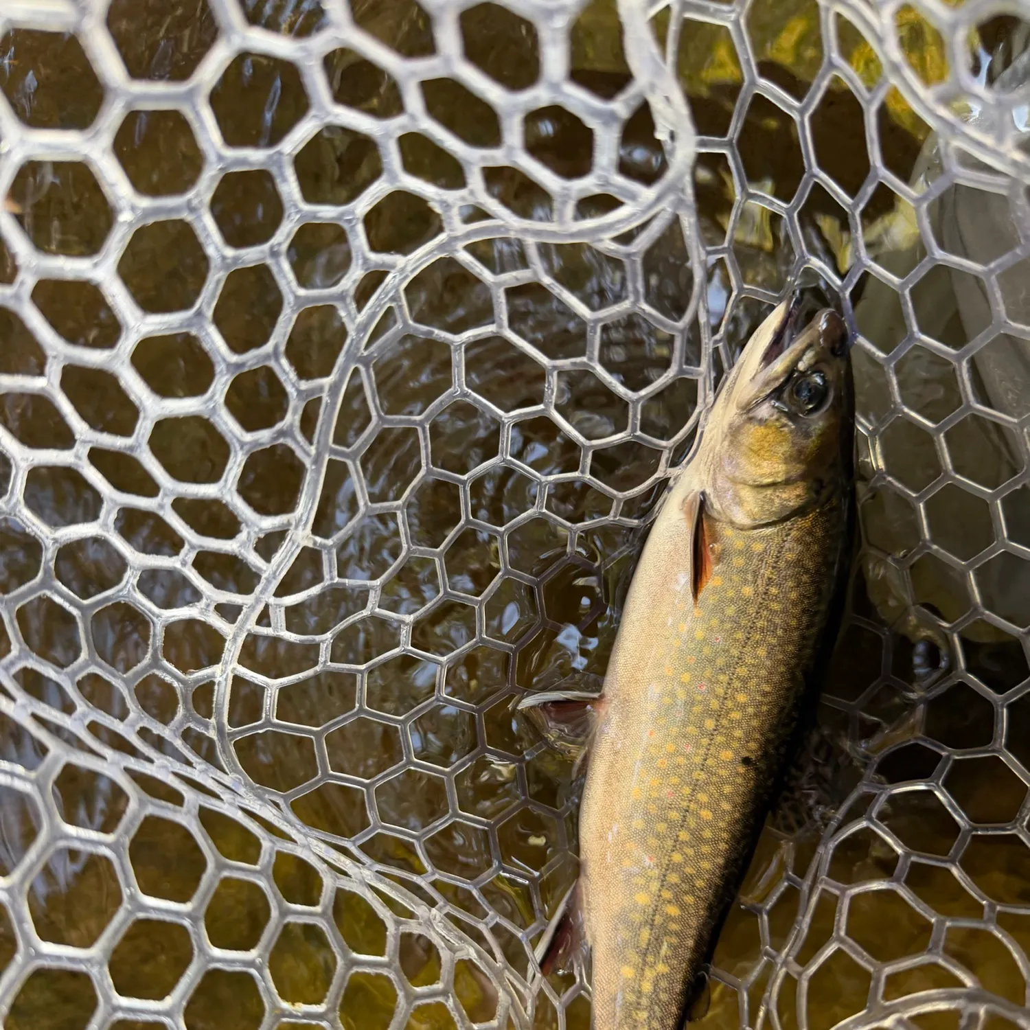 Brook trout caught on Fishbrain
