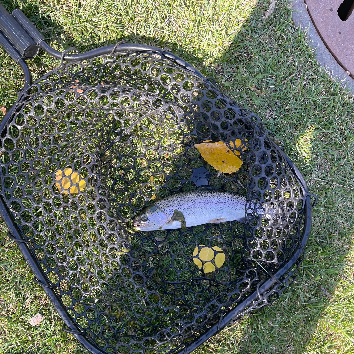 Rainbow trout caught on Fishbrain