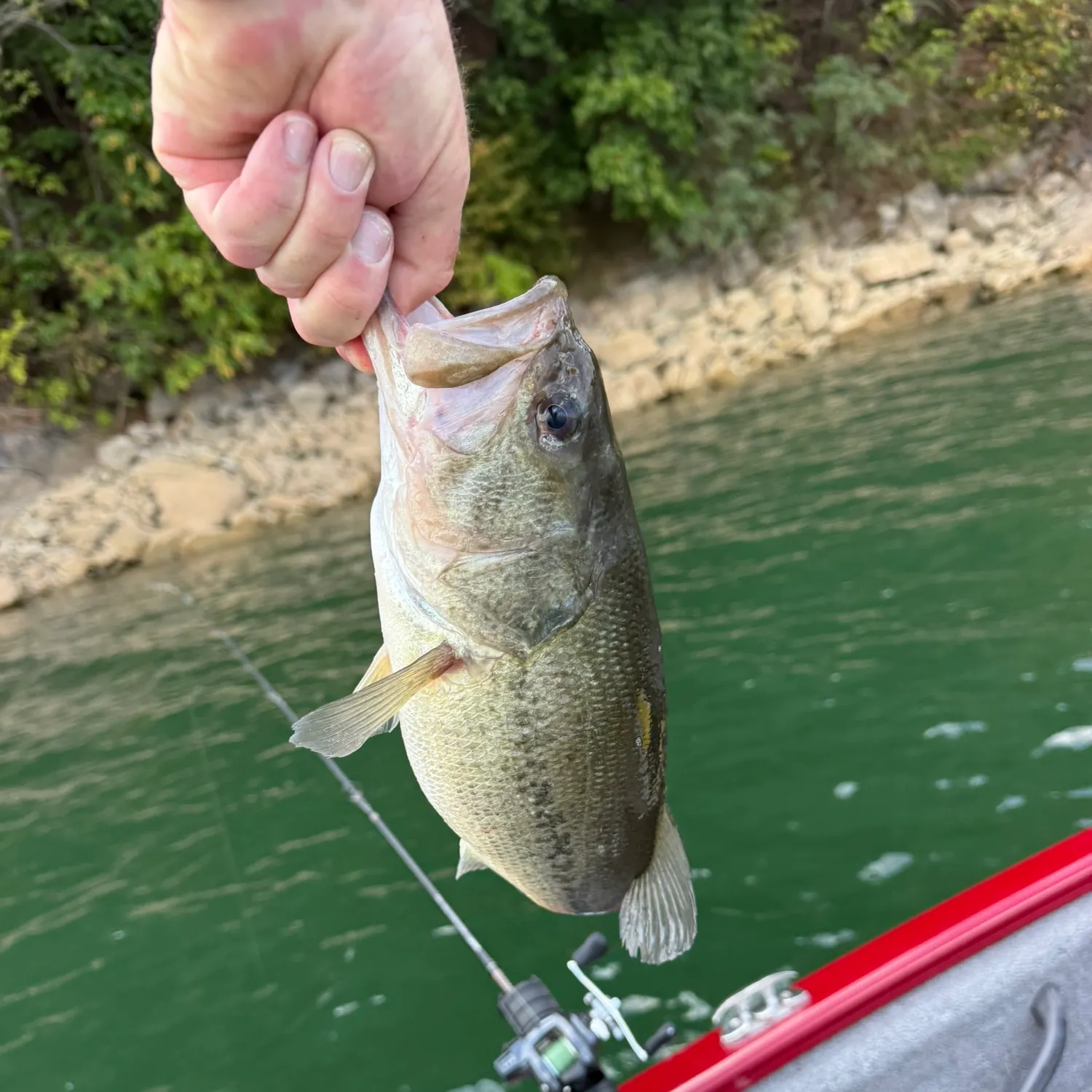 Largemouth bass caught on Fishbrain