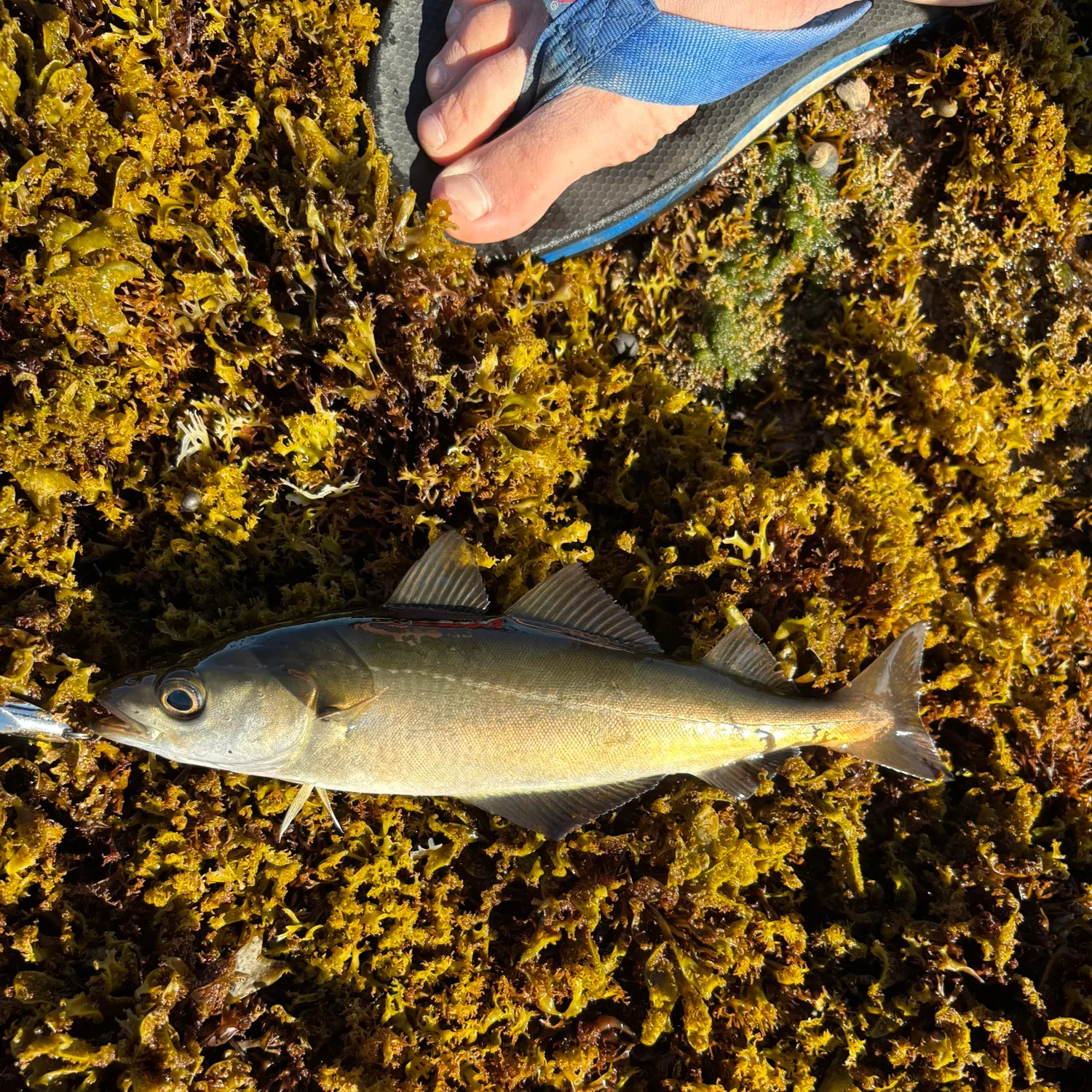 Atlantic pollock caught on Fishbrain