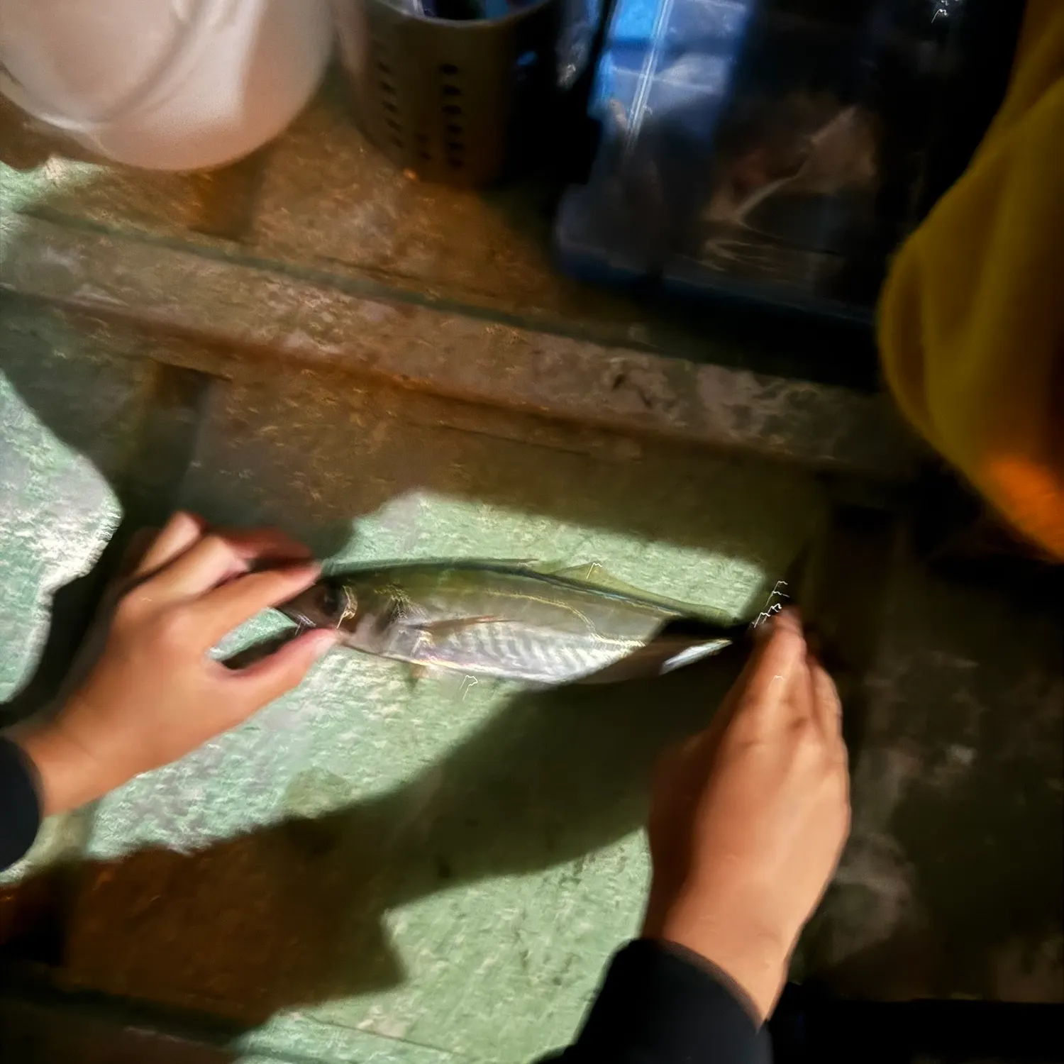 The most recent Greenback horse mackerel catches on Fishbrain