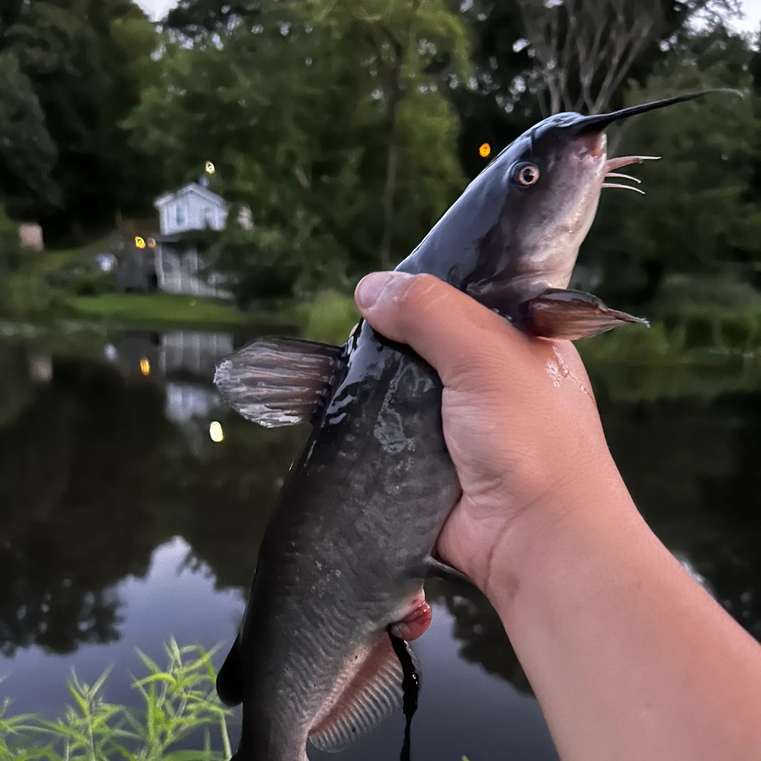 catch