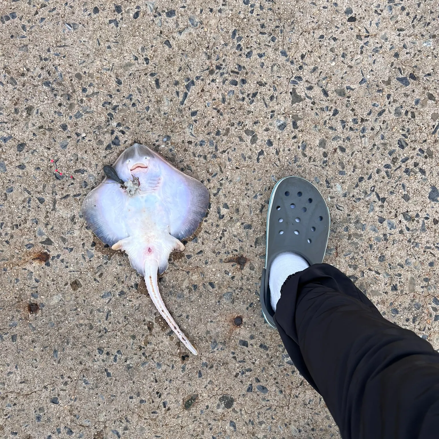 The most recent Blue skate catches on Fishbrain